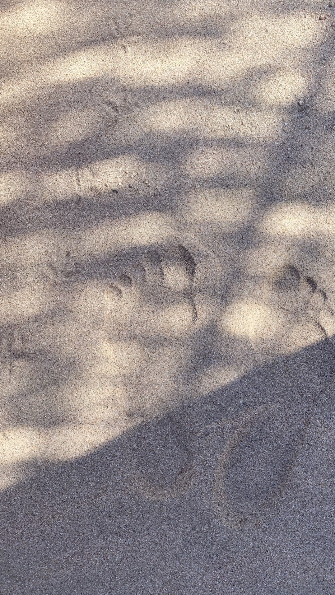 Atmosphere, Road Surface, Wood, Automotive Tire, Asphalt. Wallpaper in 1080x1920 Resolution