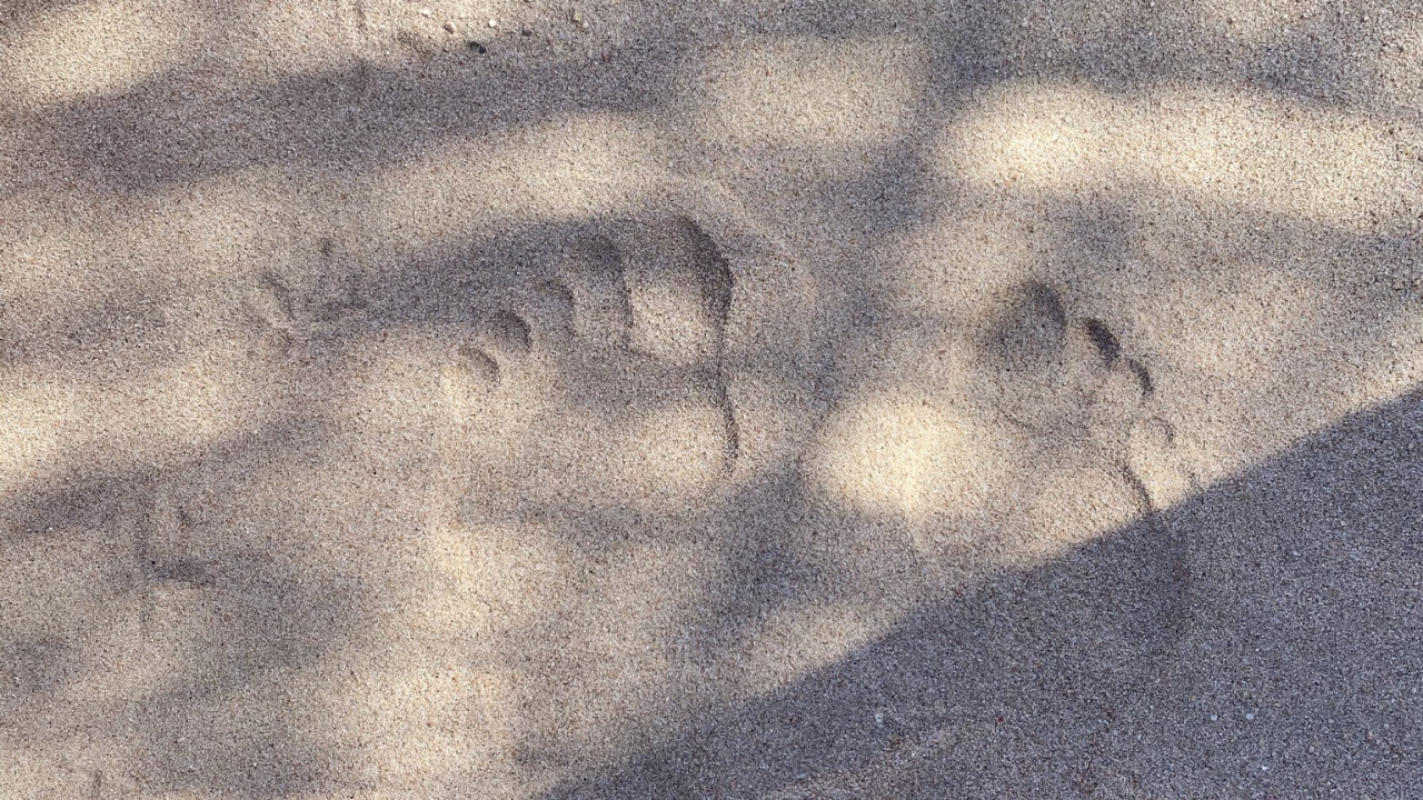 气氛, 木, 汽车轮胎, 沥青, 和阴影的色彩 壁纸 1280x720 允许