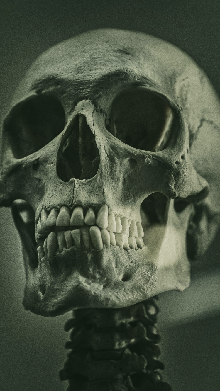 Skeleton, Skeleton Art Reference Painting, Soundcloud, Painting, Art. Wallpaper in 750x1334 Resolution