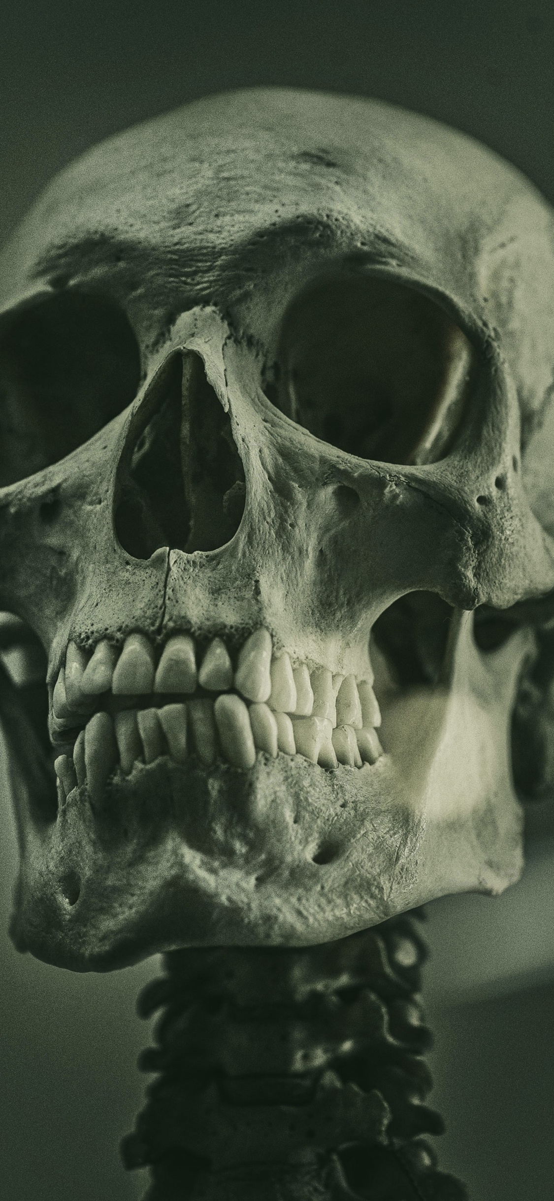 Skelett, Skelettkunst-Referenzgemälde, Soundcloud, Malerei, Kunst. Wallpaper in 1125x2436 Resolution