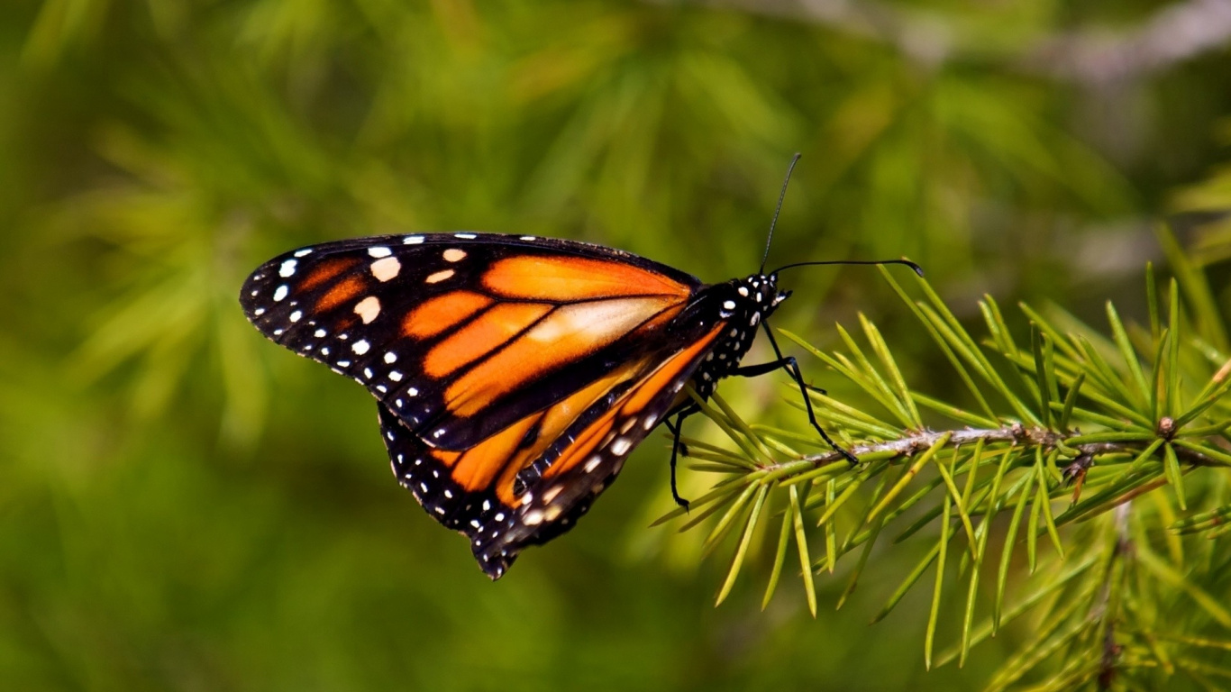 Monarch Butterfly Perched on Green Plant During Daytime. Wallpaper in 1366x768 Resolution