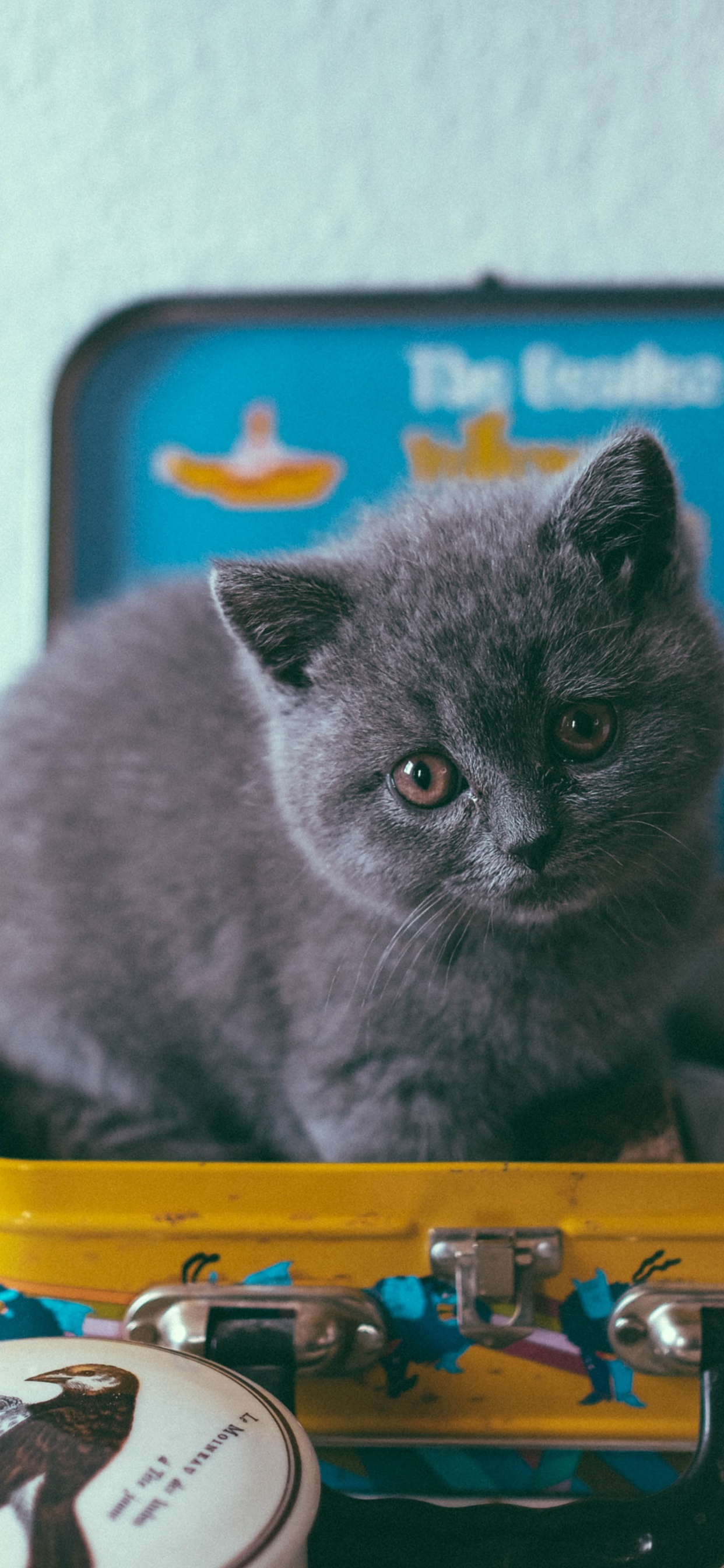 Gray Cat on Yellow and Blue Plastic Container. Wallpaper in 1242x2688 Resolution