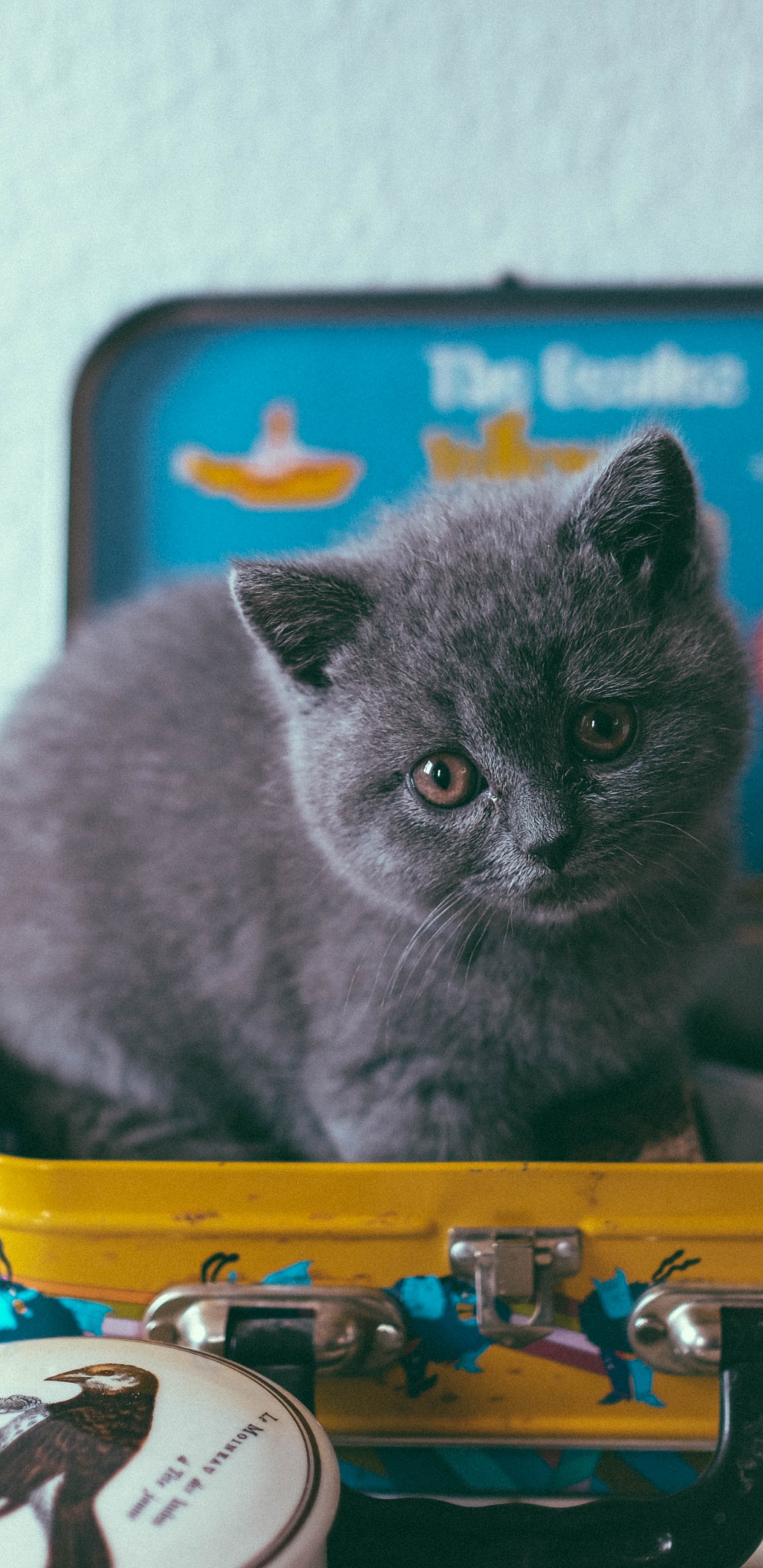 Gray Cat on Yellow and Blue Plastic Container. Wallpaper in 1440x2960 Resolution