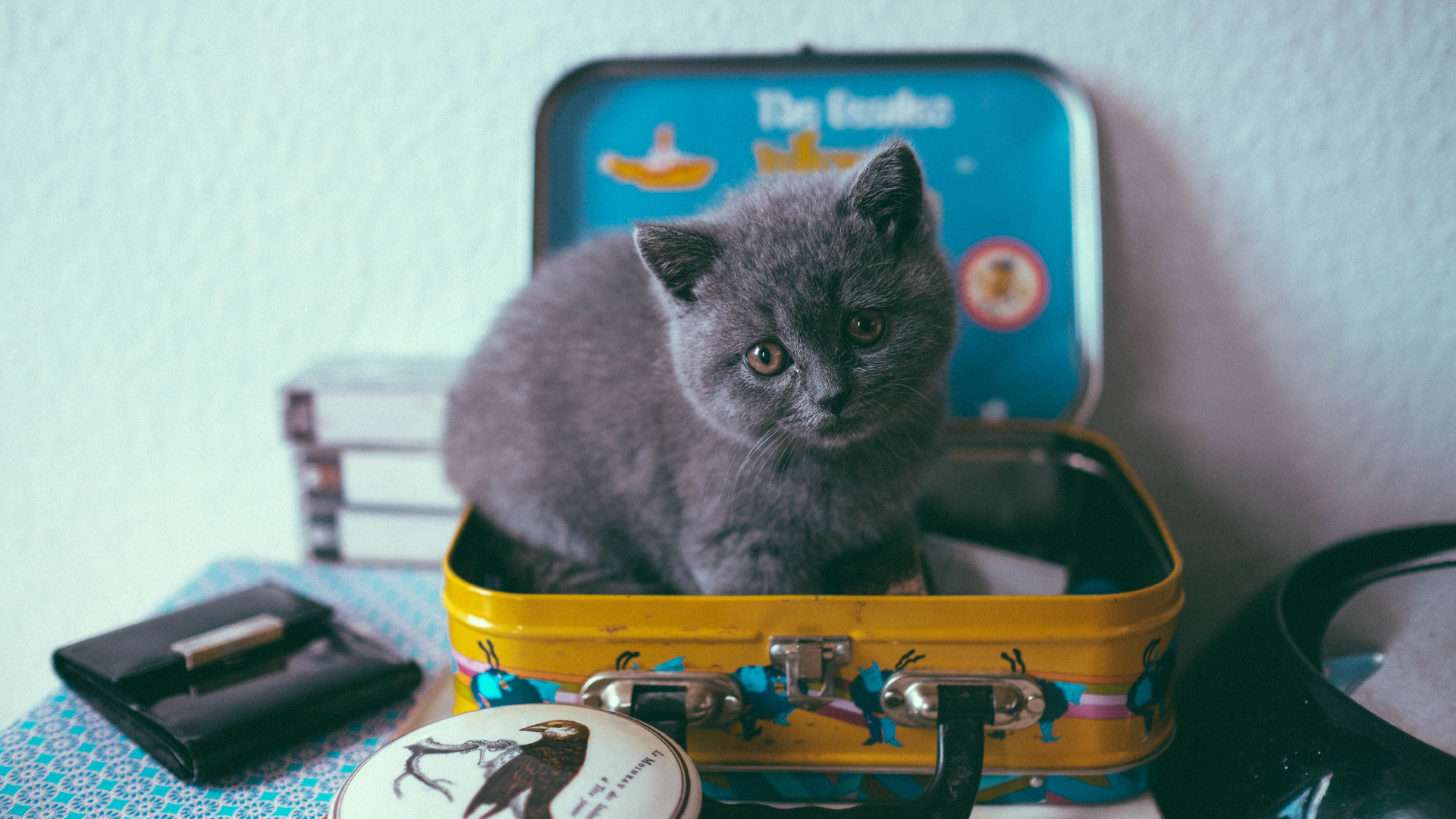 Gray Cat on Yellow and Blue Plastic Container. Wallpaper in 1920x1080 Resolution