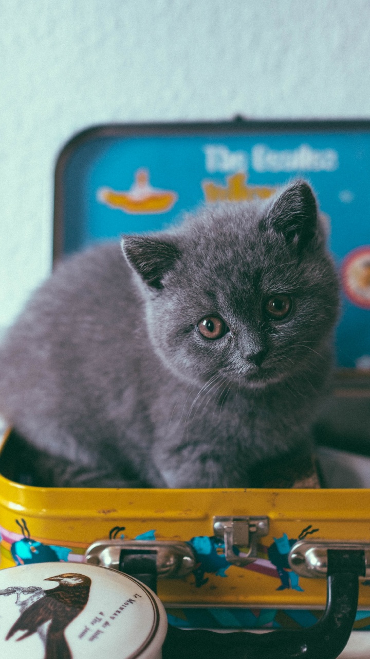 Graue Katze Auf Gelbem Und Blauem Plastikbehälter. Wallpaper in 720x1280 Resolution