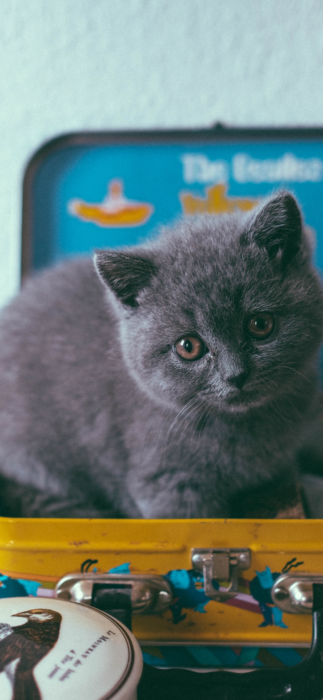 小猫, 猫科, 俄罗斯蓝色的, 英国短毛猫, 鲁斯 壁纸 1125x2436 允许