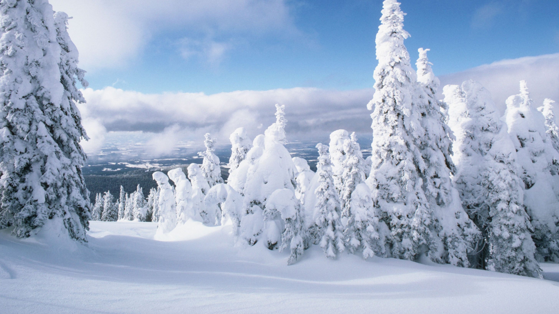 Snow Covered Pine Trees Under Cloudy Sky. Wallpaper in 1920x1080 Resolution