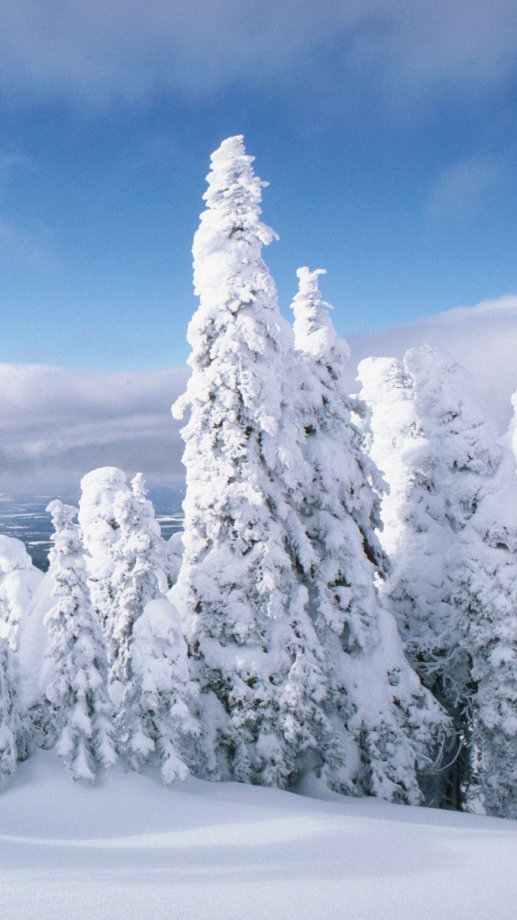Snow Covered Pine Trees Under Cloudy Sky. Wallpaper in 750x1334 Resolution