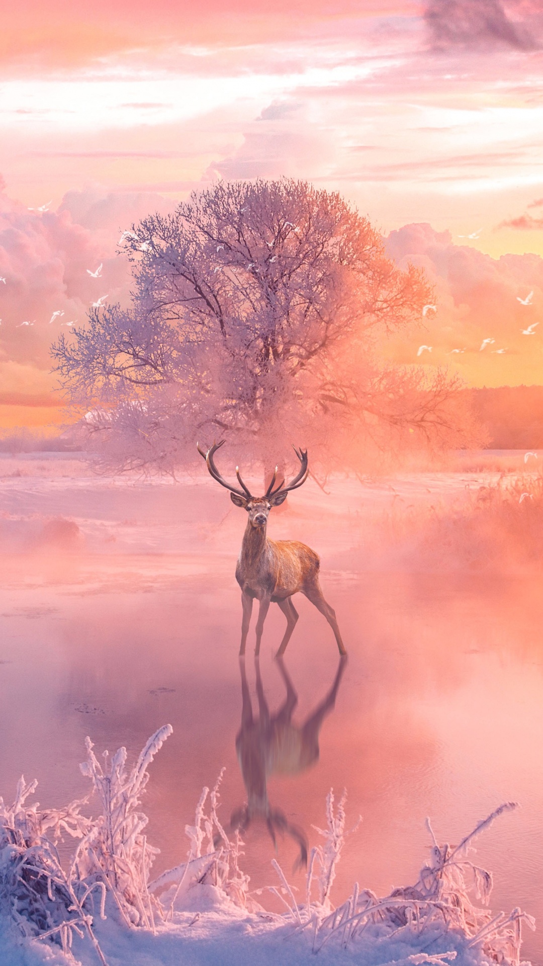 Cerf Brun Sur Terrain D'herbe Verte Pendant le Coucher du Soleil. Wallpaper in 1080x1920 Resolution