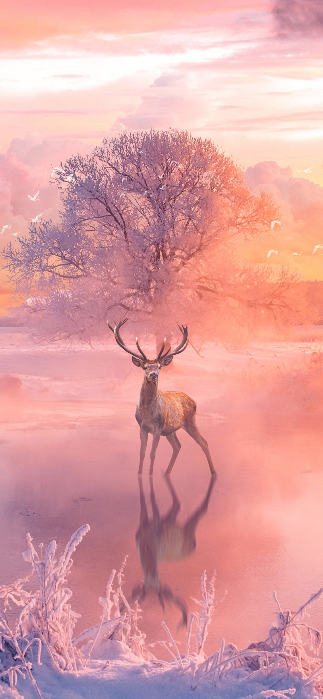 Cerf Brun Sur Terrain D'herbe Verte Pendant le Coucher du Soleil. Wallpaper in 1125x2436 Resolution