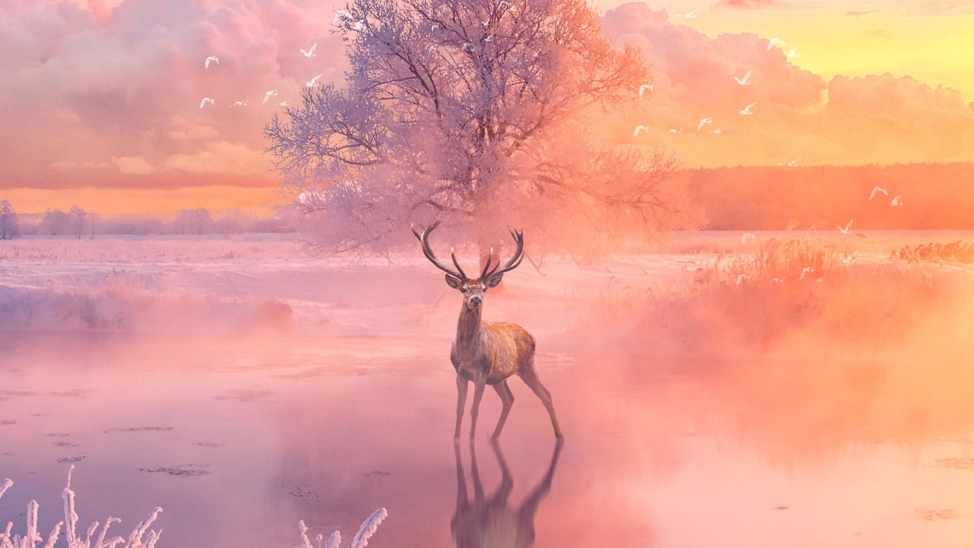 Cerf Brun Sur Terrain D'herbe Verte Pendant le Coucher du Soleil. Wallpaper in 1366x768 Resolution