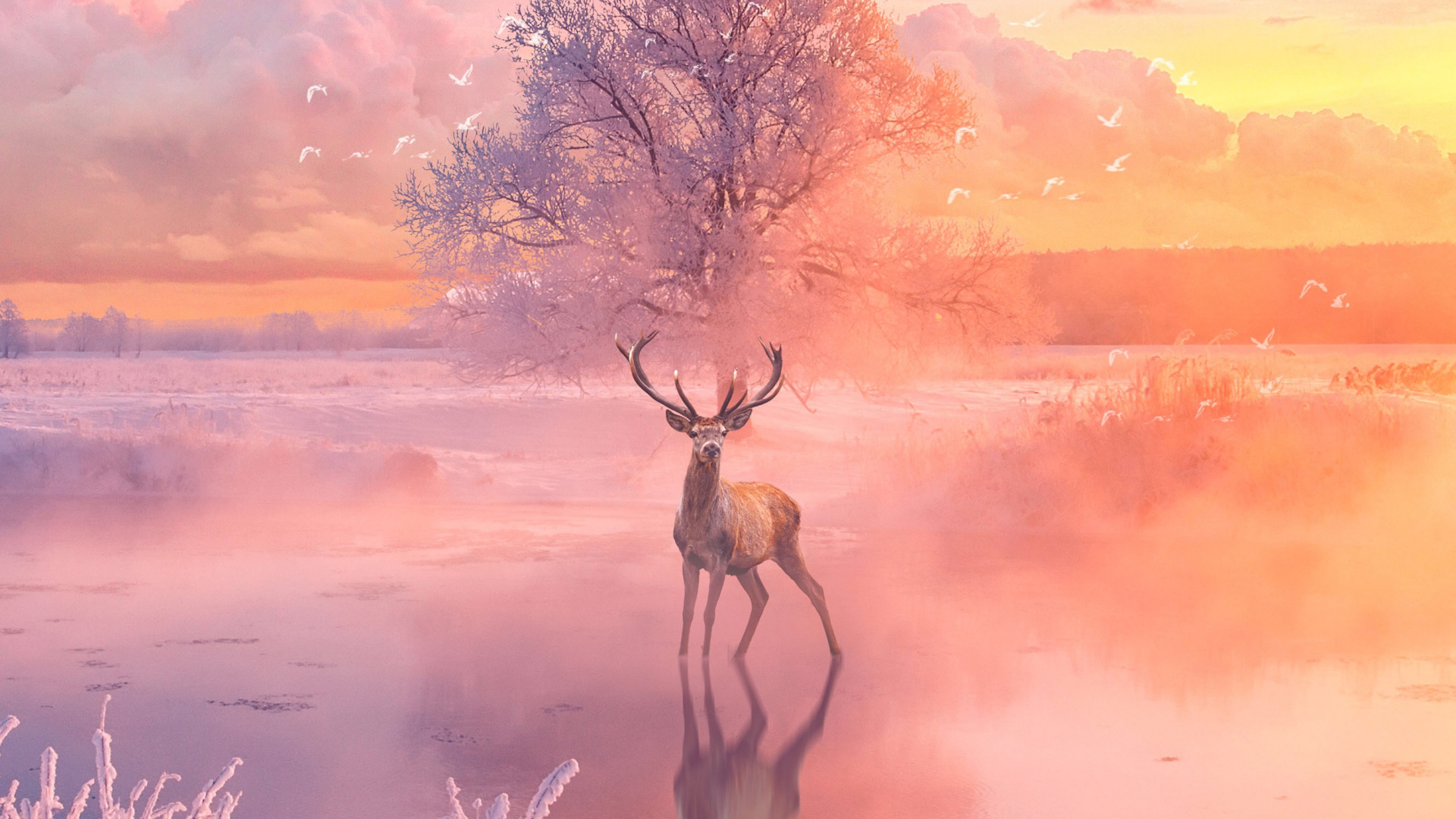 Brown Deer on Green Grass Field During Sunset. Wallpaper in 1920x1080 Resolution