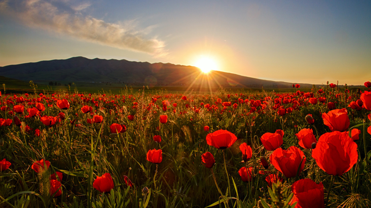 Rote Blumen Auf Grüner Wiese Bei Sonnenuntergang. Wallpaper in 1280x720 Resolution