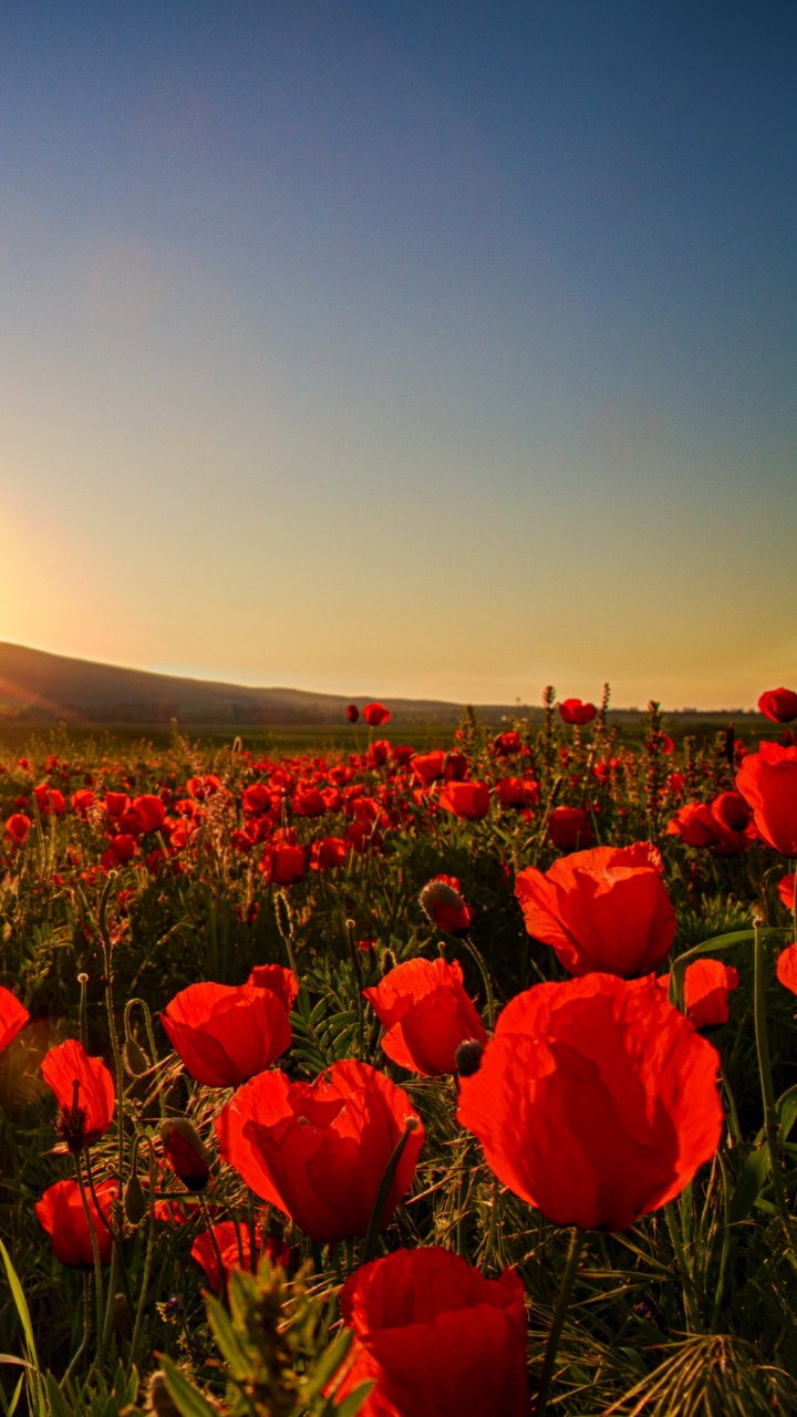 Rote Blumen Auf Grüner Wiese Bei Sonnenuntergang. Wallpaper in 720x1280 Resolution