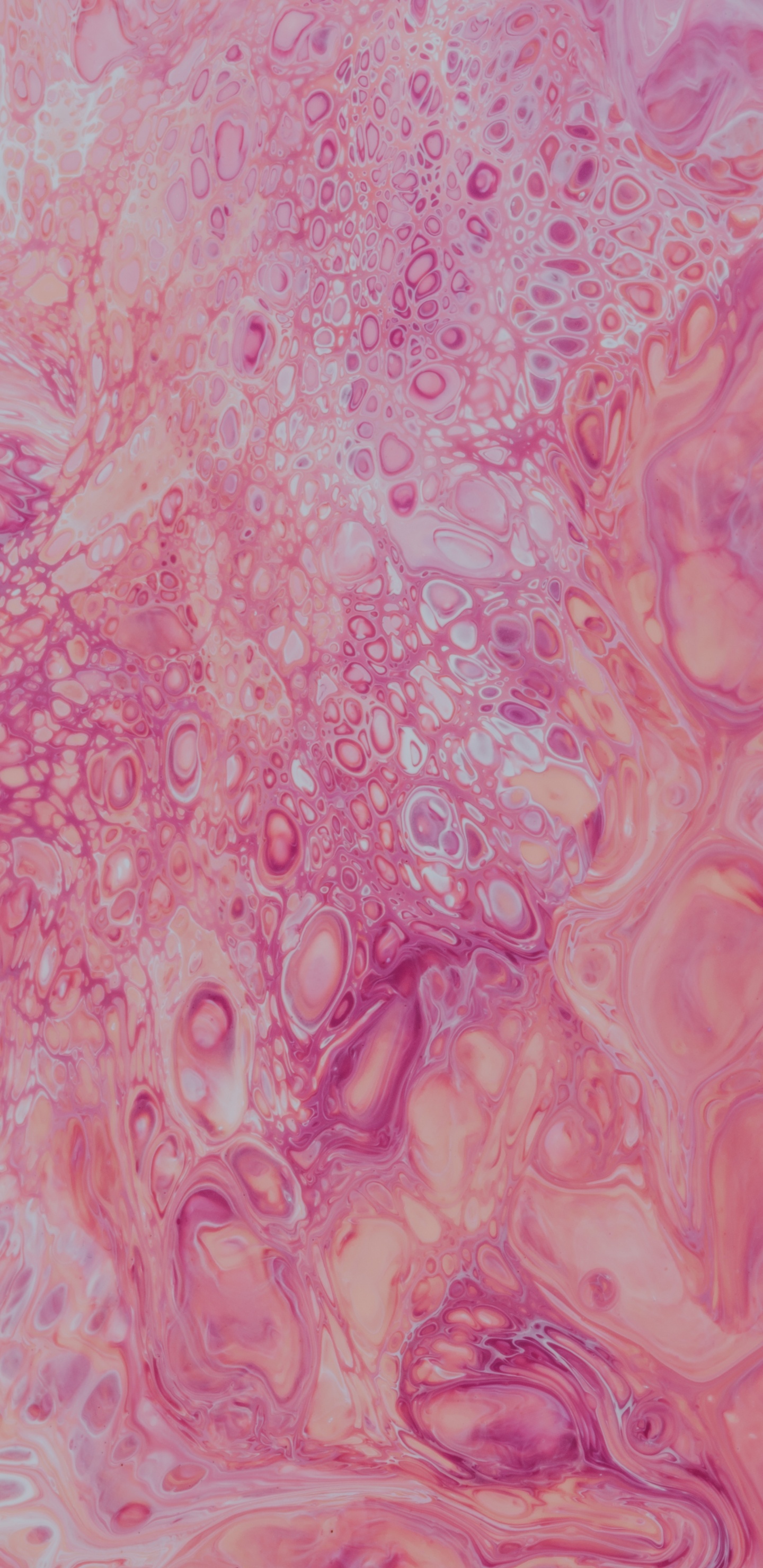 Textile Floral Rose et Blanc. Wallpaper in 1440x2960 Resolution