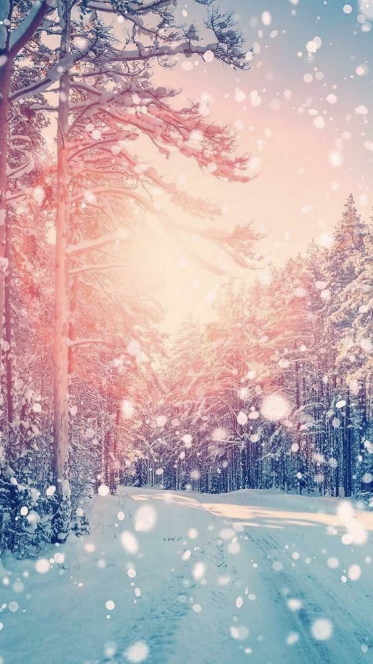 Atmosphäre, Tageszeit, Natur, Naturlandschaft, Branch. Wallpaper in 750x1334 Resolution