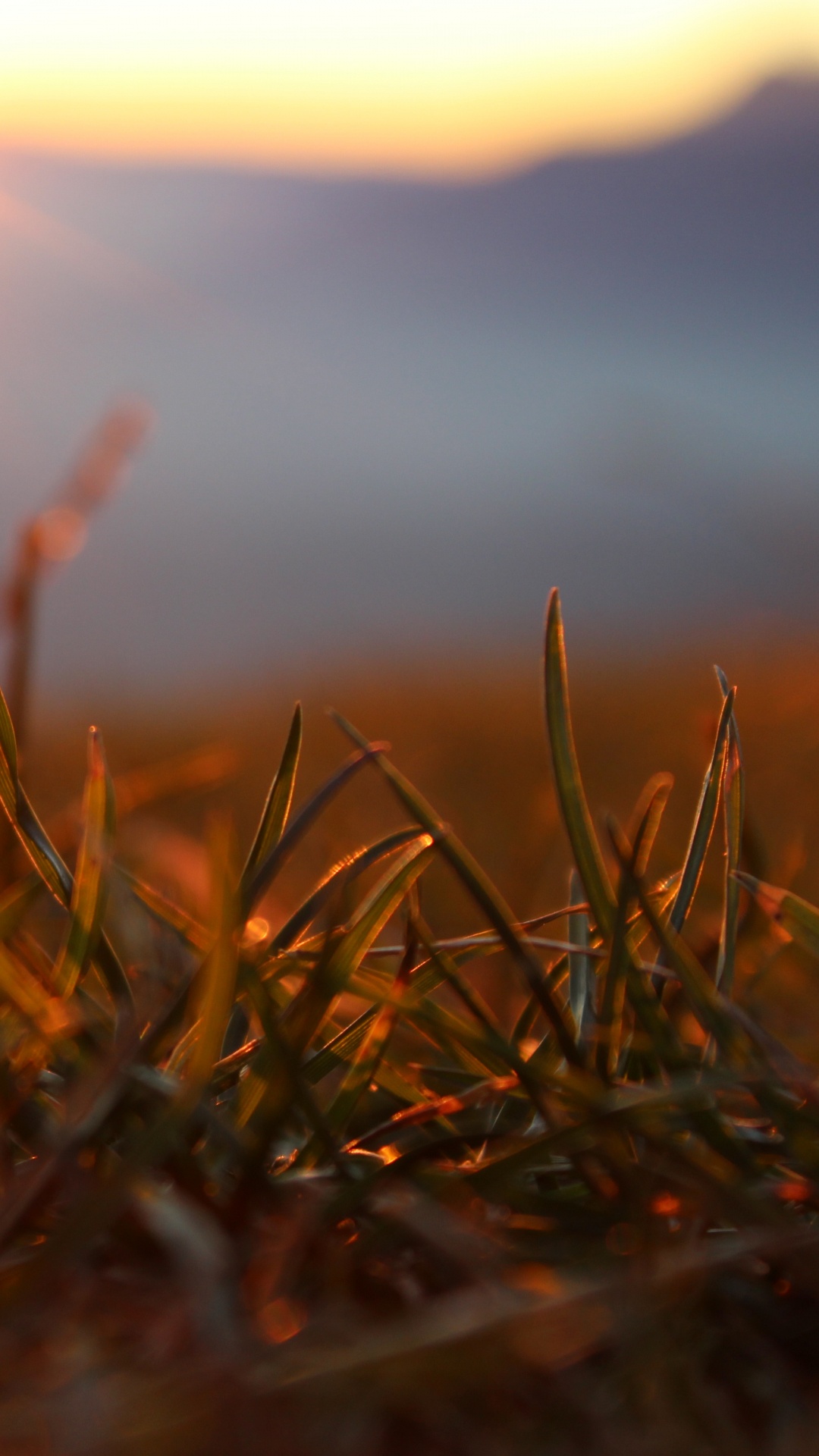 Brown Grass in Close up Photography. Wallpaper in 1080x1920 Resolution