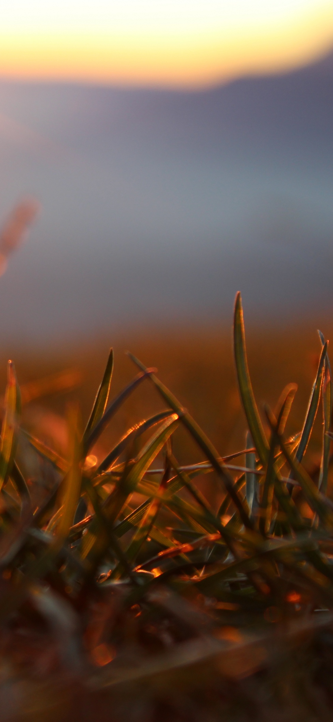 Brown Grass in Close up Photography. Wallpaper in 1125x2436 Resolution