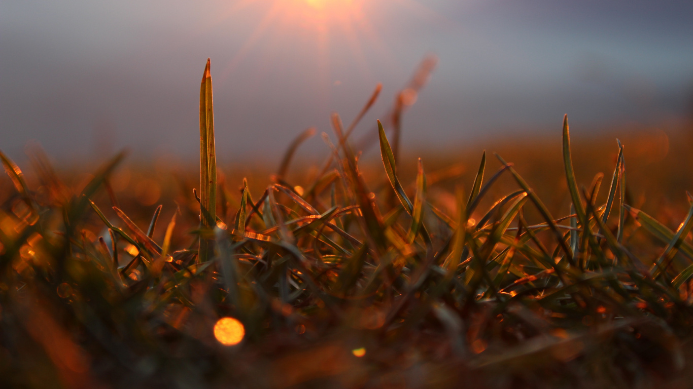 Brown Grass in Close up Photography. Wallpaper in 1366x768 Resolution