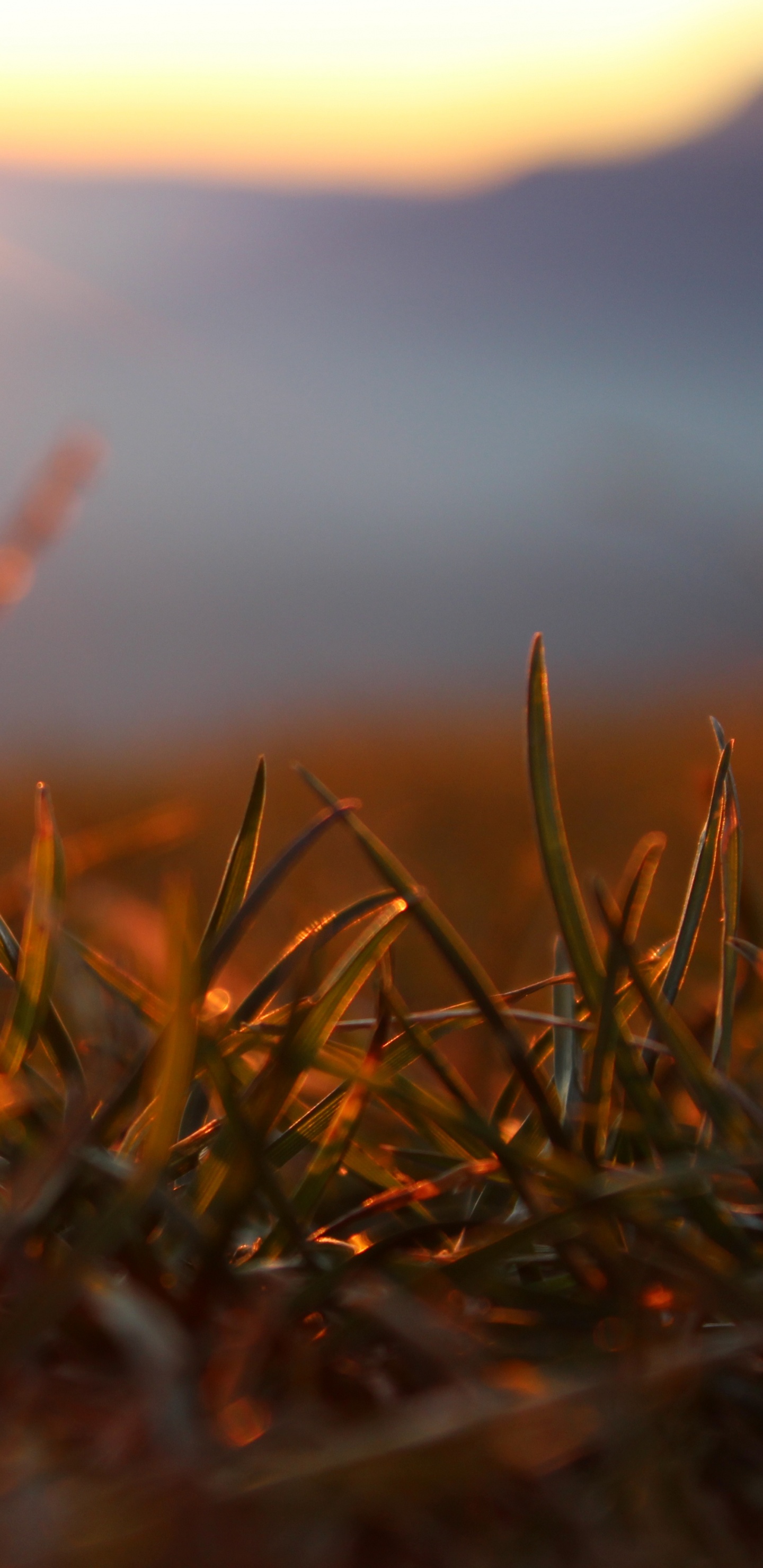 Brown Grass in Close up Photography. Wallpaper in 1440x2960 Resolution