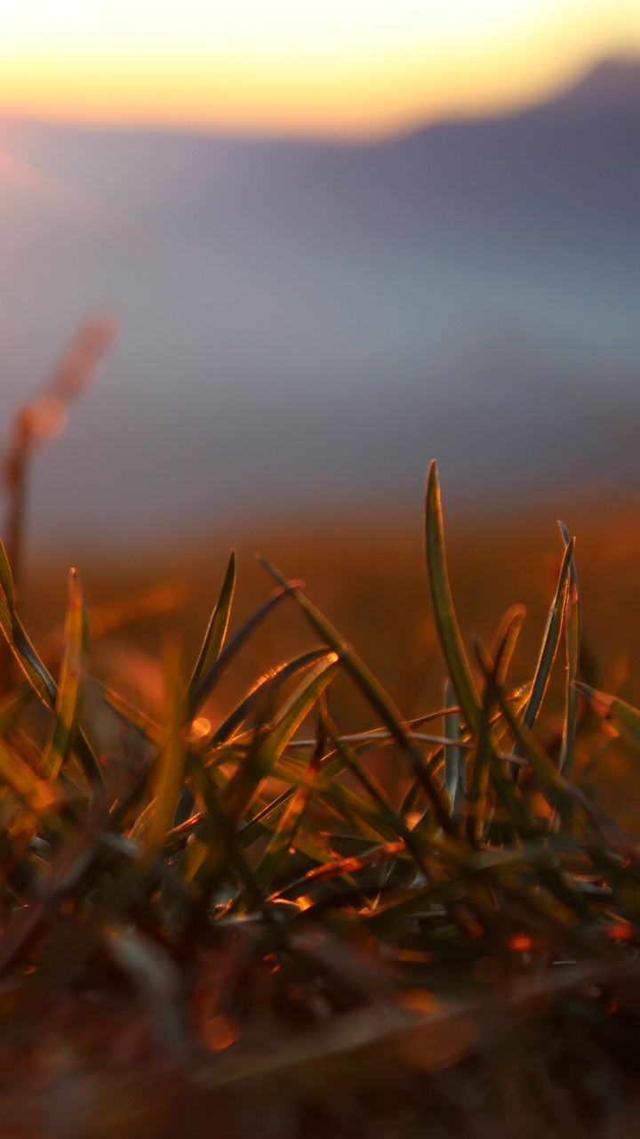 Brown Grass in Close up Photography. Wallpaper in 720x1280 Resolution