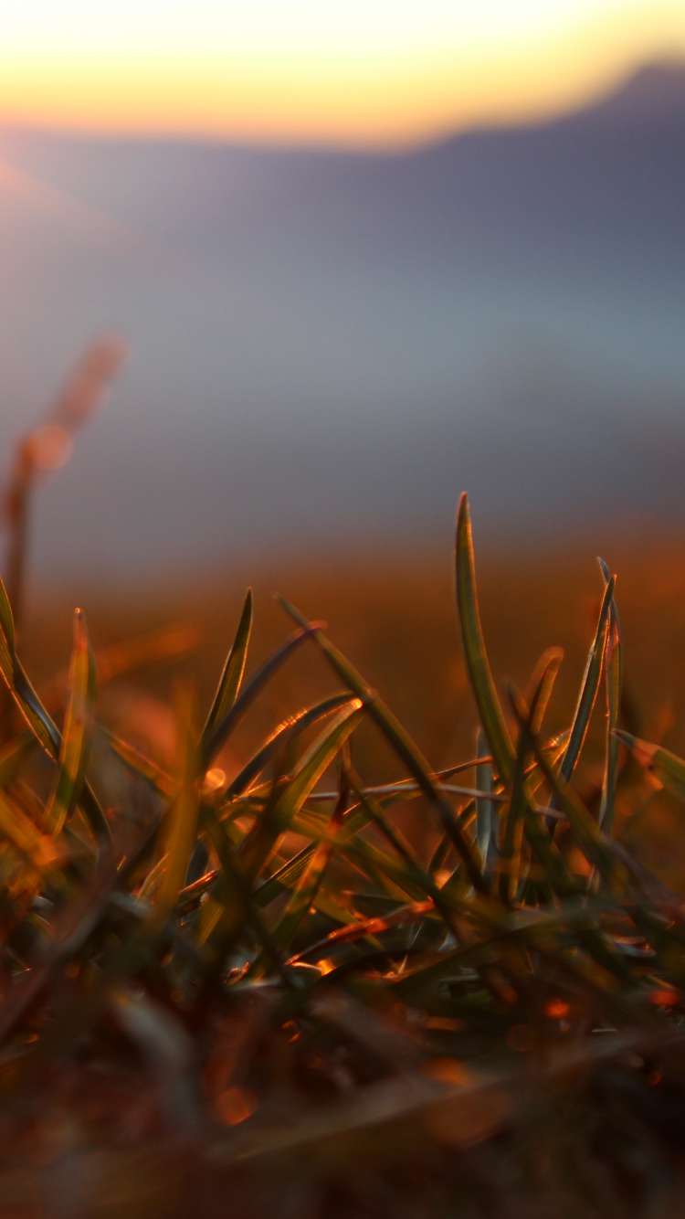 Brown Grass in Close up Photography. Wallpaper in 750x1334 Resolution