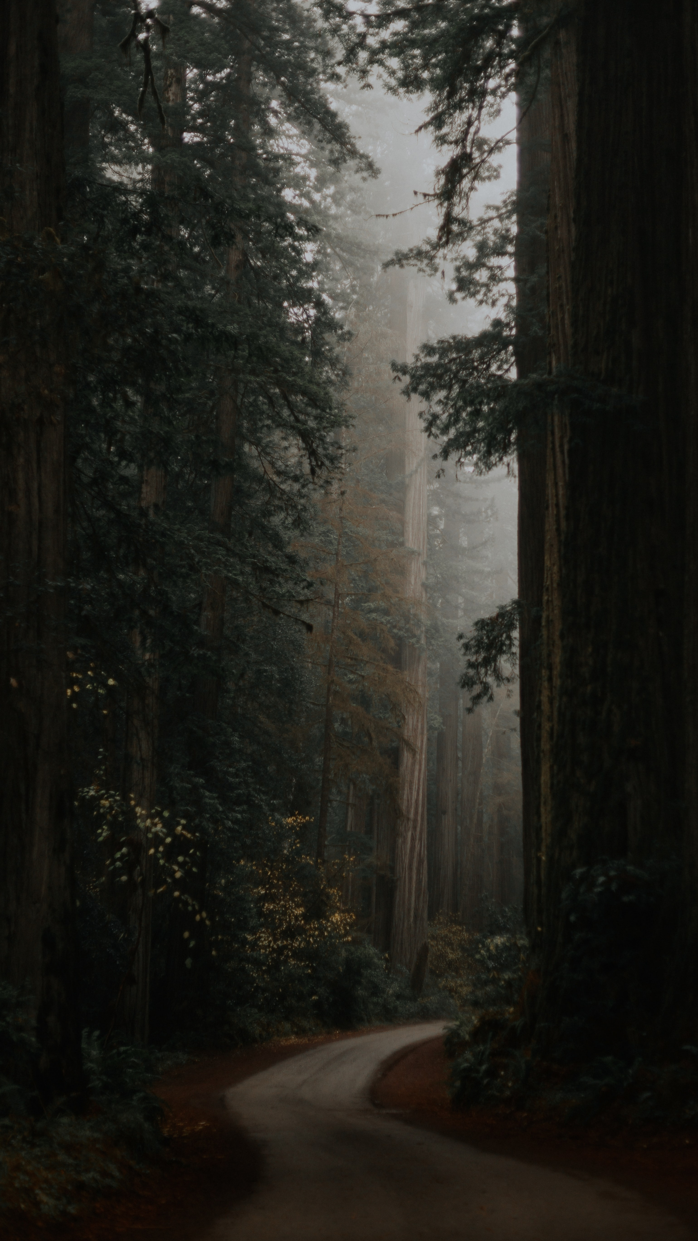 HD aesthetic forest wallpapers  Peakpx