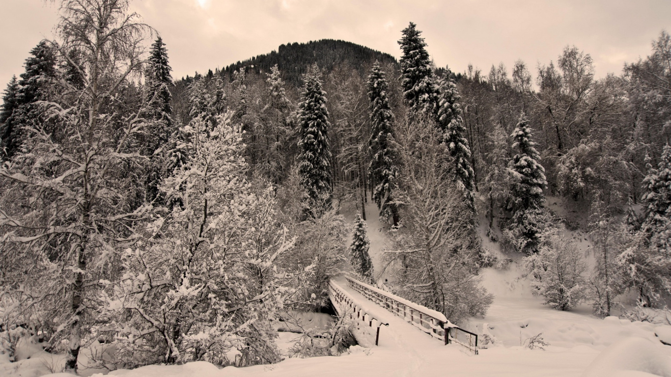 Grayscale Photo of Trees and Snow. Wallpaper in 1366x768 Resolution