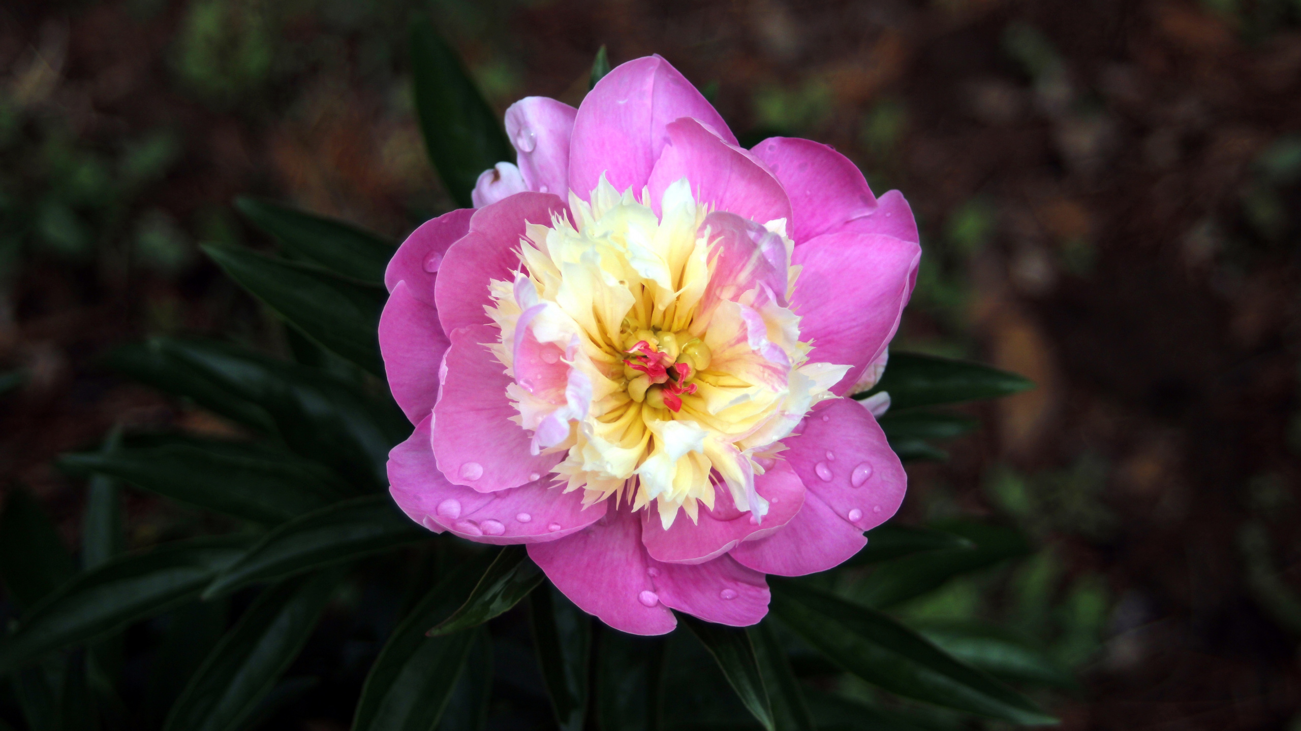 Rosa Blume in Tilt-Shift-Linse. Wallpaper in 2560x1440 Resolution