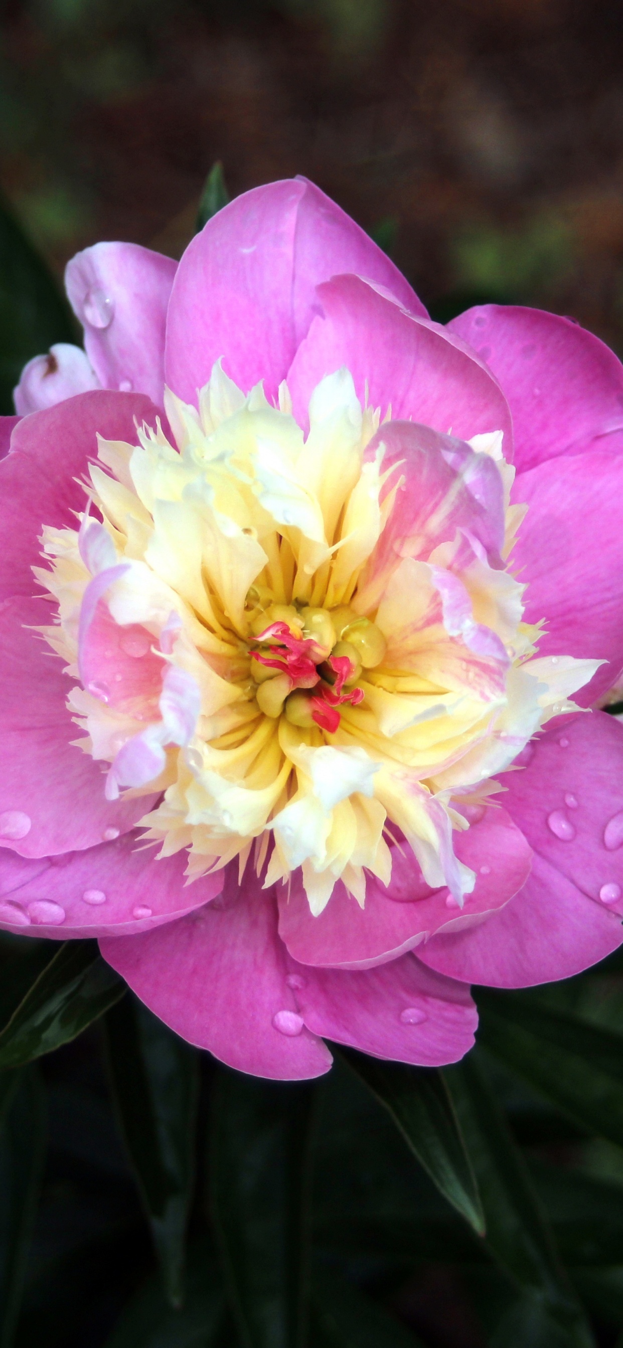 Pink Flower in Tilt Shift Lens. Wallpaper in 1242x2688 Resolution