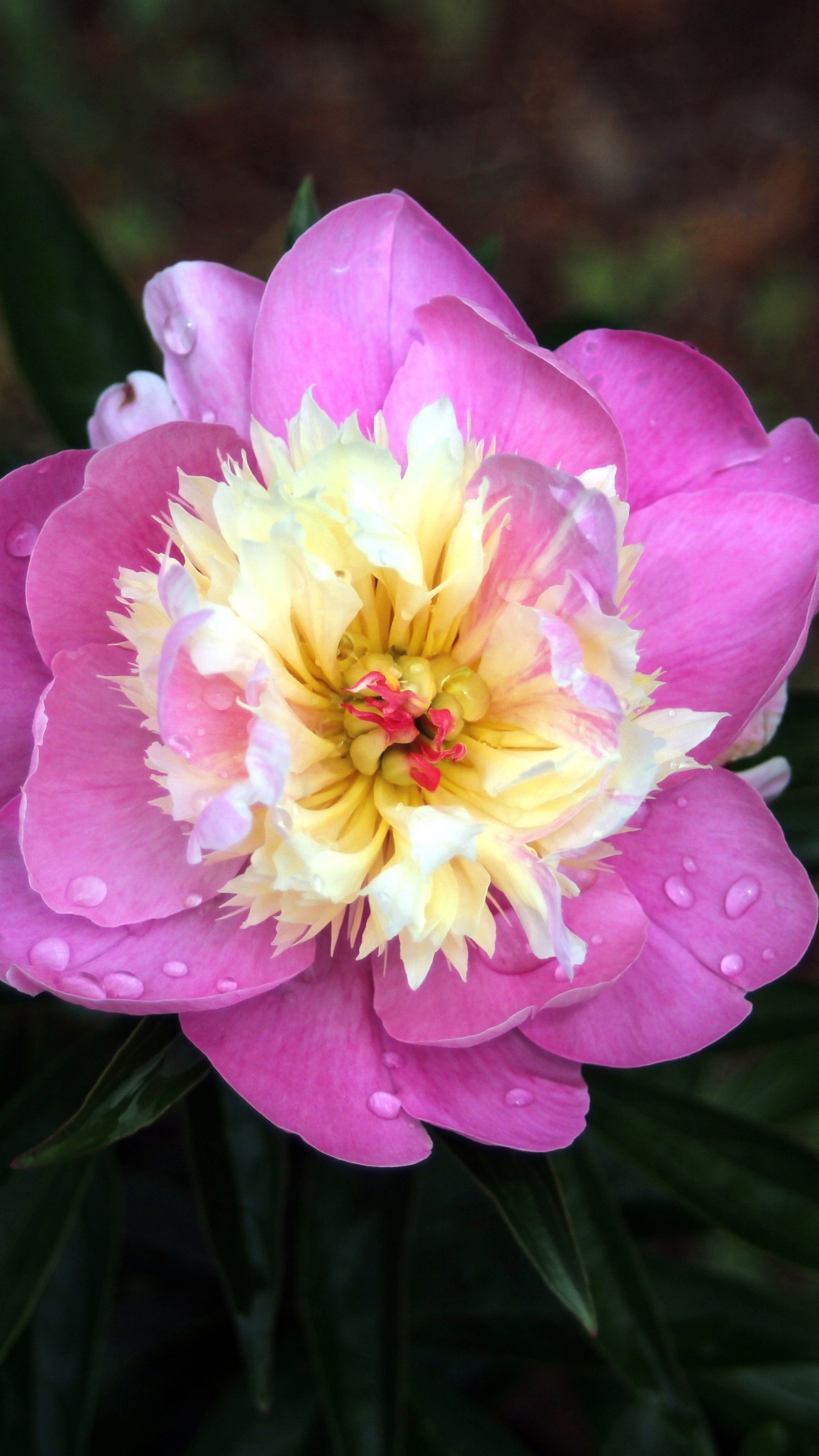 Pink Flower in Tilt Shift Lens. Wallpaper in 1440x2560 Resolution