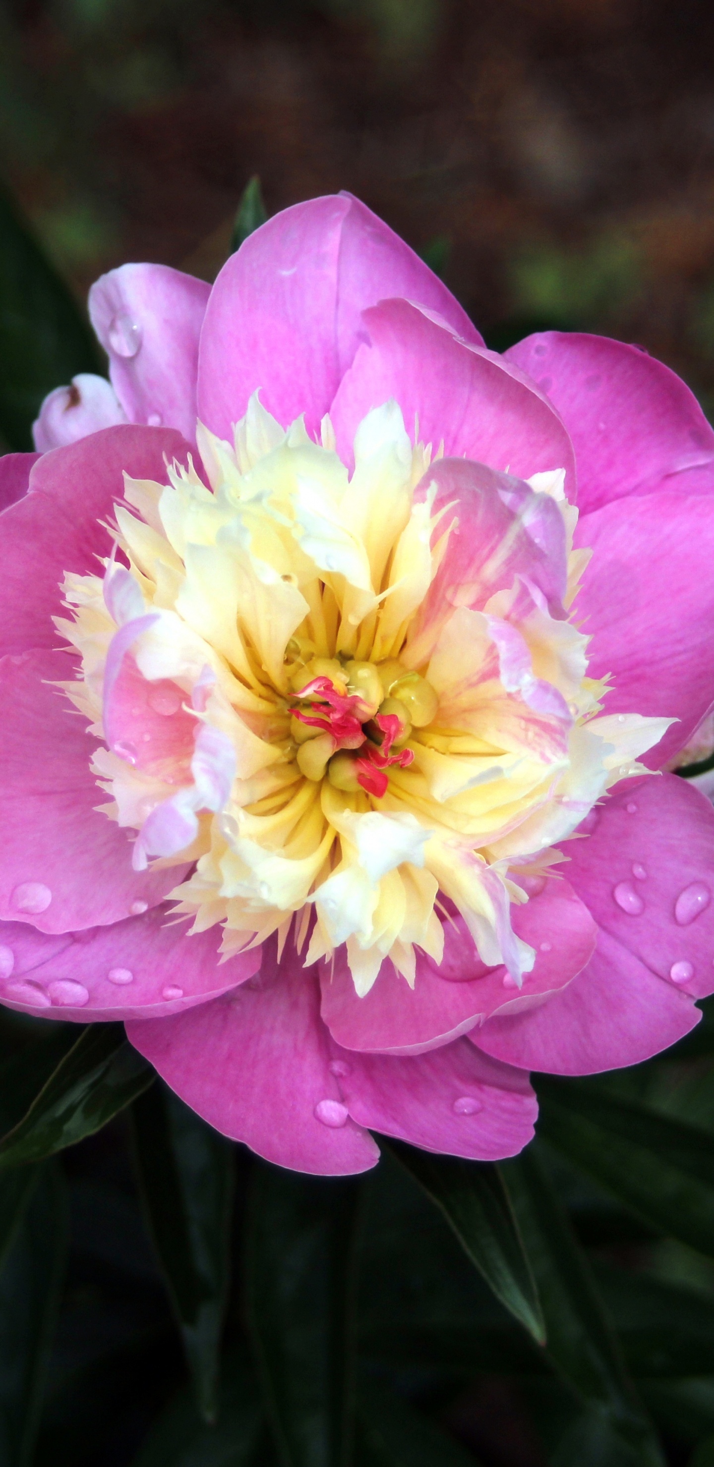 Pink Flower in Tilt Shift Lens. Wallpaper in 1440x2960 Resolution