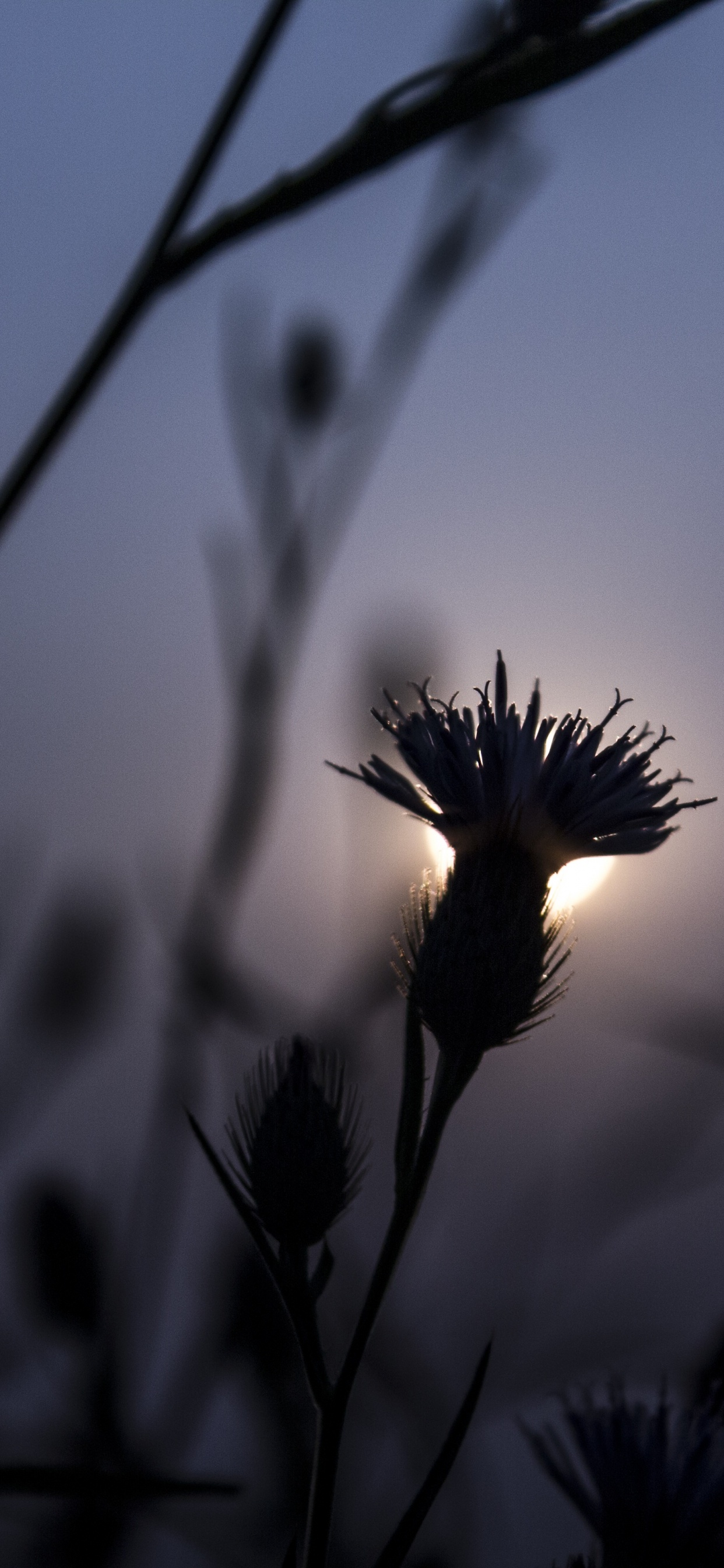 剪影, 日落, 草家庭, 黑色的, 天空 壁纸 1242x2688 允许