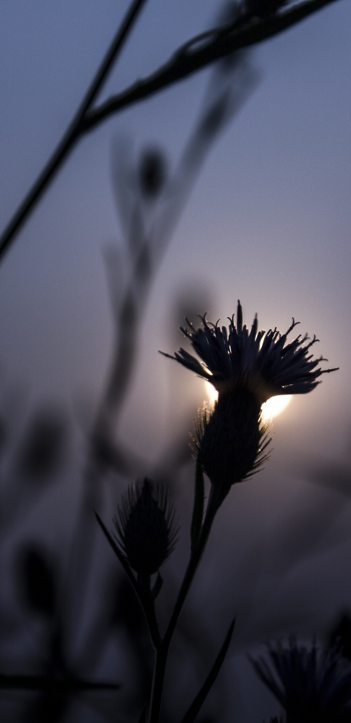 剪影, 日落, 草家庭, 黑色的, 天空 壁纸 1440x2960 允许
