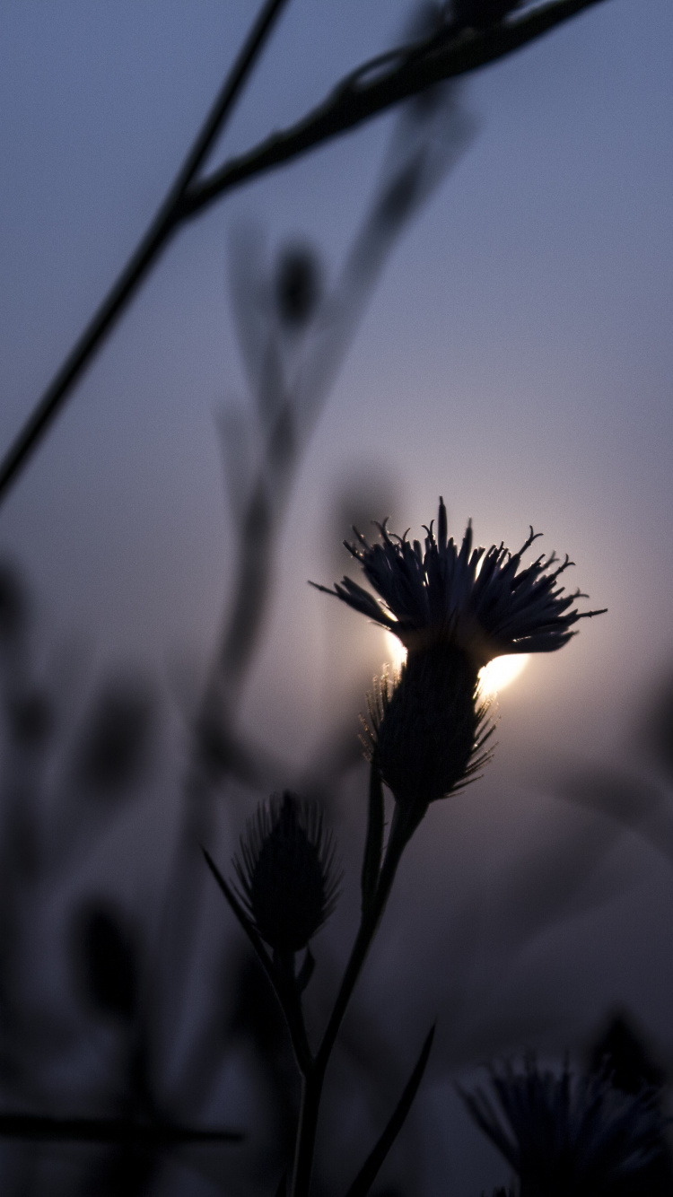 剪影, 日落, 草家庭, 黑色的, 天空 壁纸 750x1334 允许