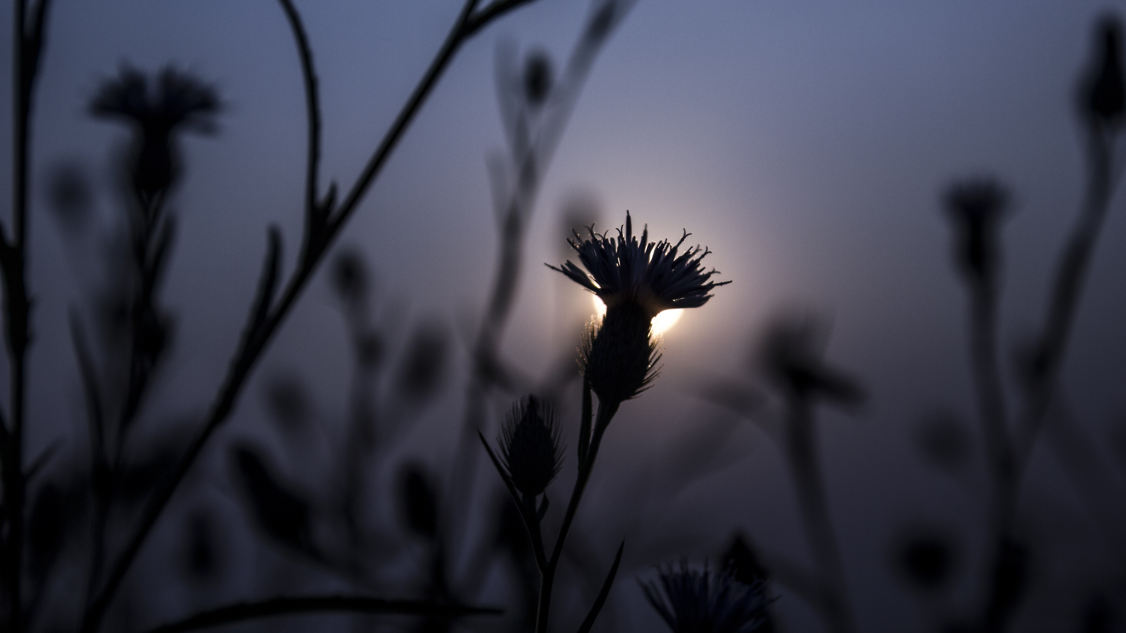 Schwarz-weiße Blume in Tilt-Shift-Linse. Wallpaper in 3840x2160 Resolution