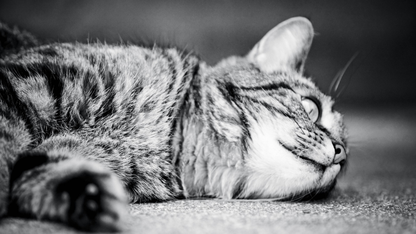 Grayscale Photo of Tabby Cat Lying on Floor. Wallpaper in 1366x768 Resolution