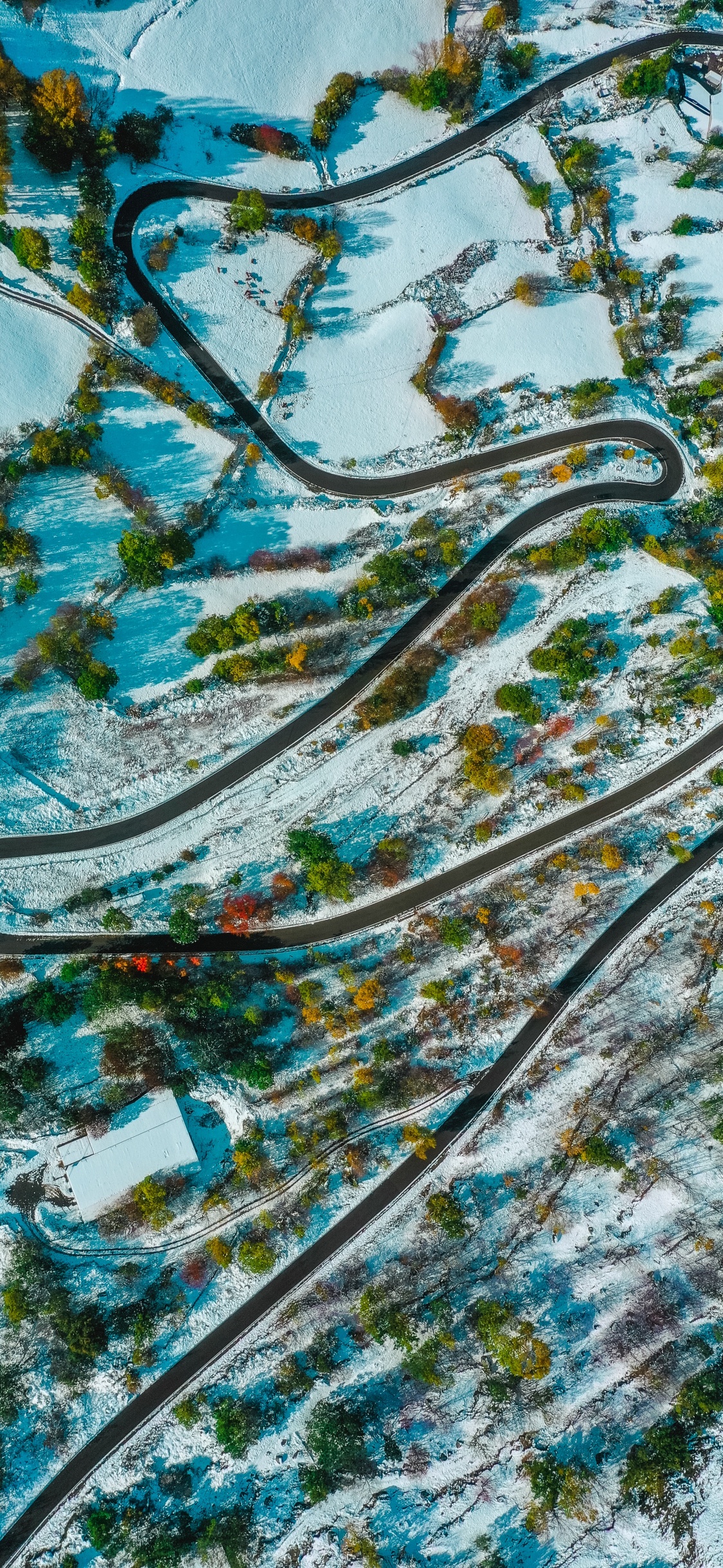 Aqua, Turquoise, Pattern, Tree, Plant. Wallpaper in 1125x2436 Resolution