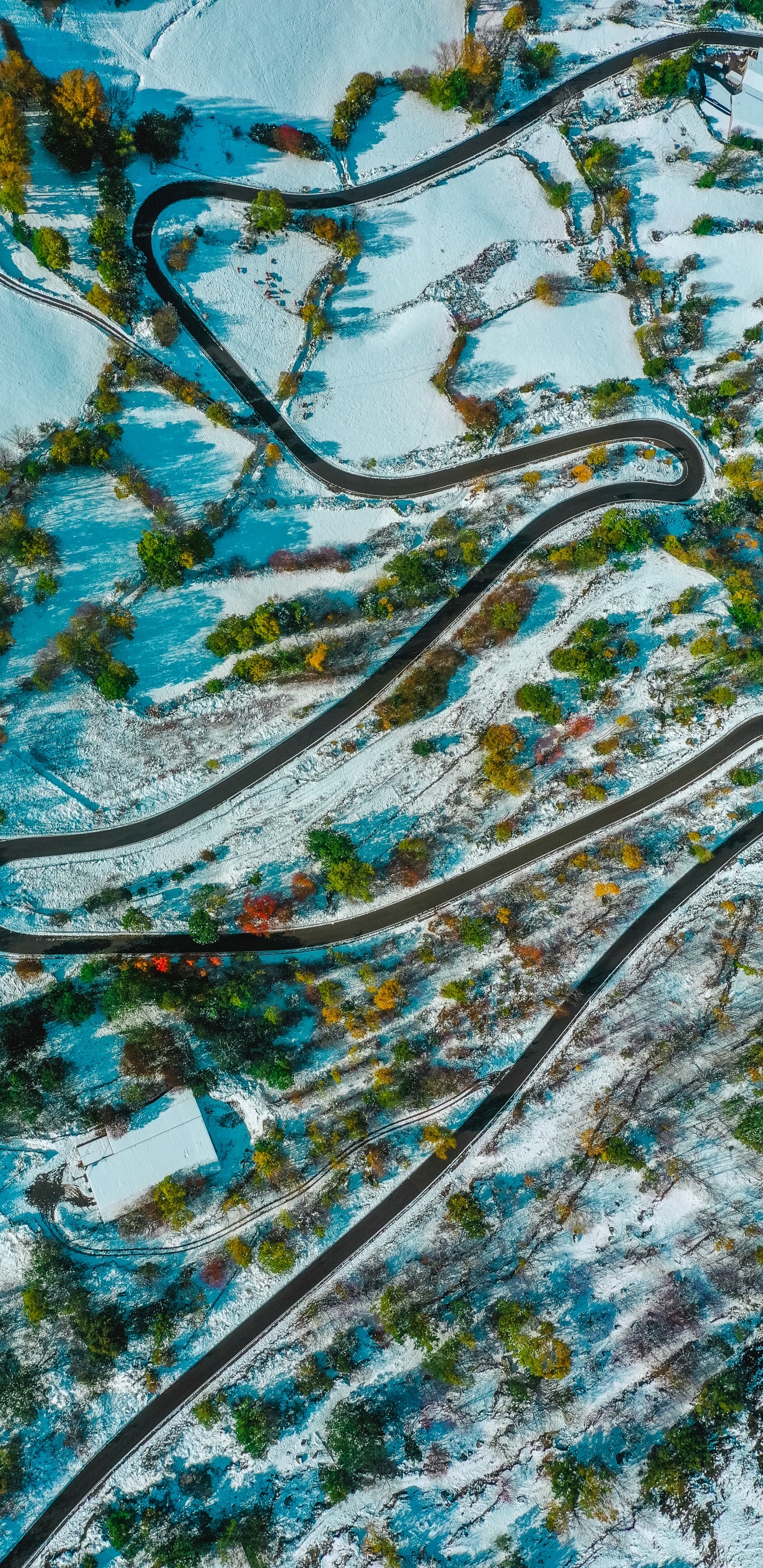 Aqua, Turquoise, Pattern, Tree, Plant. Wallpaper in 1440x2960 Resolution