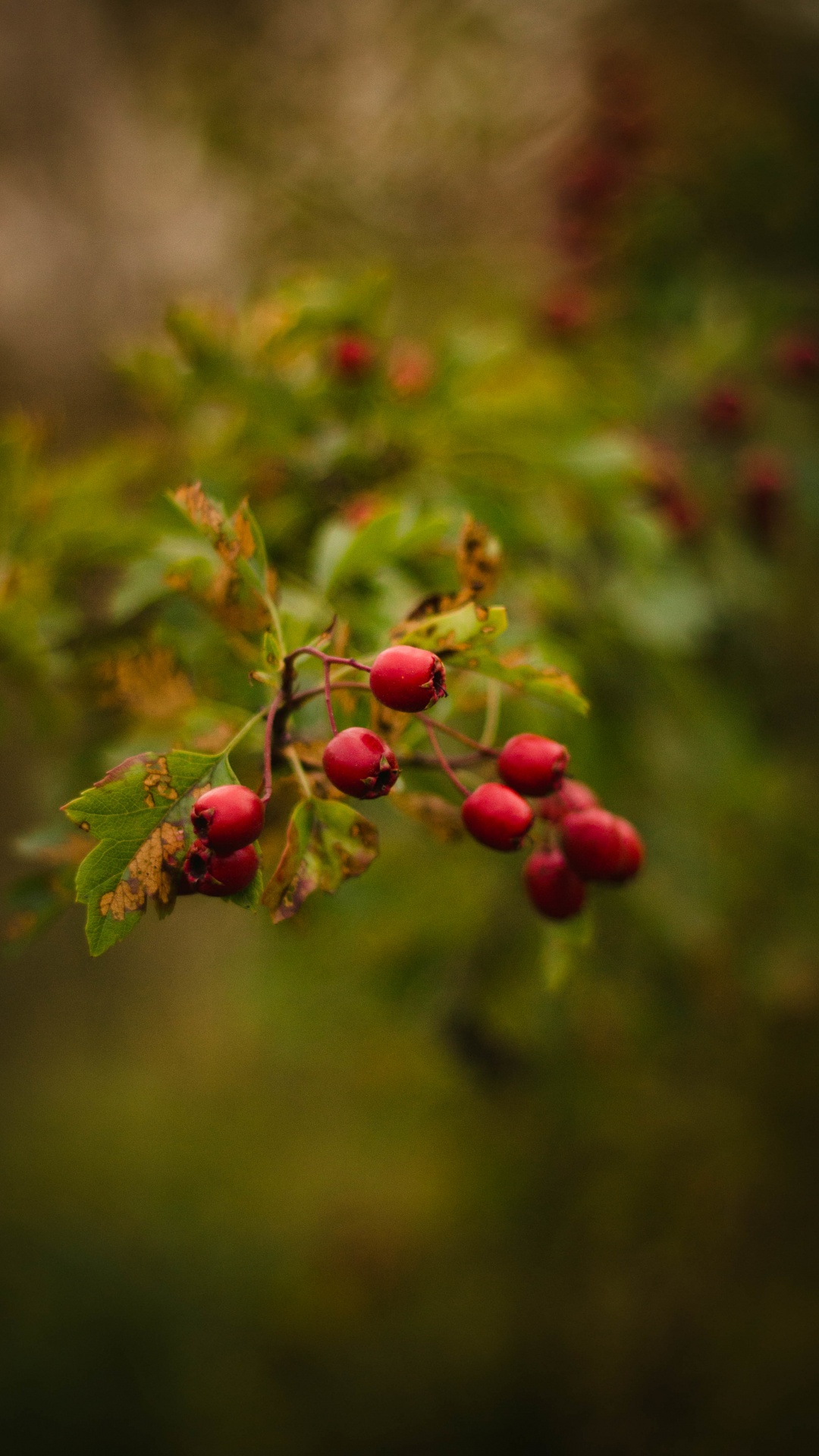 Fruits, Red, Green, Feuille, Botanique. Wallpaper in 1080x1920 Resolution