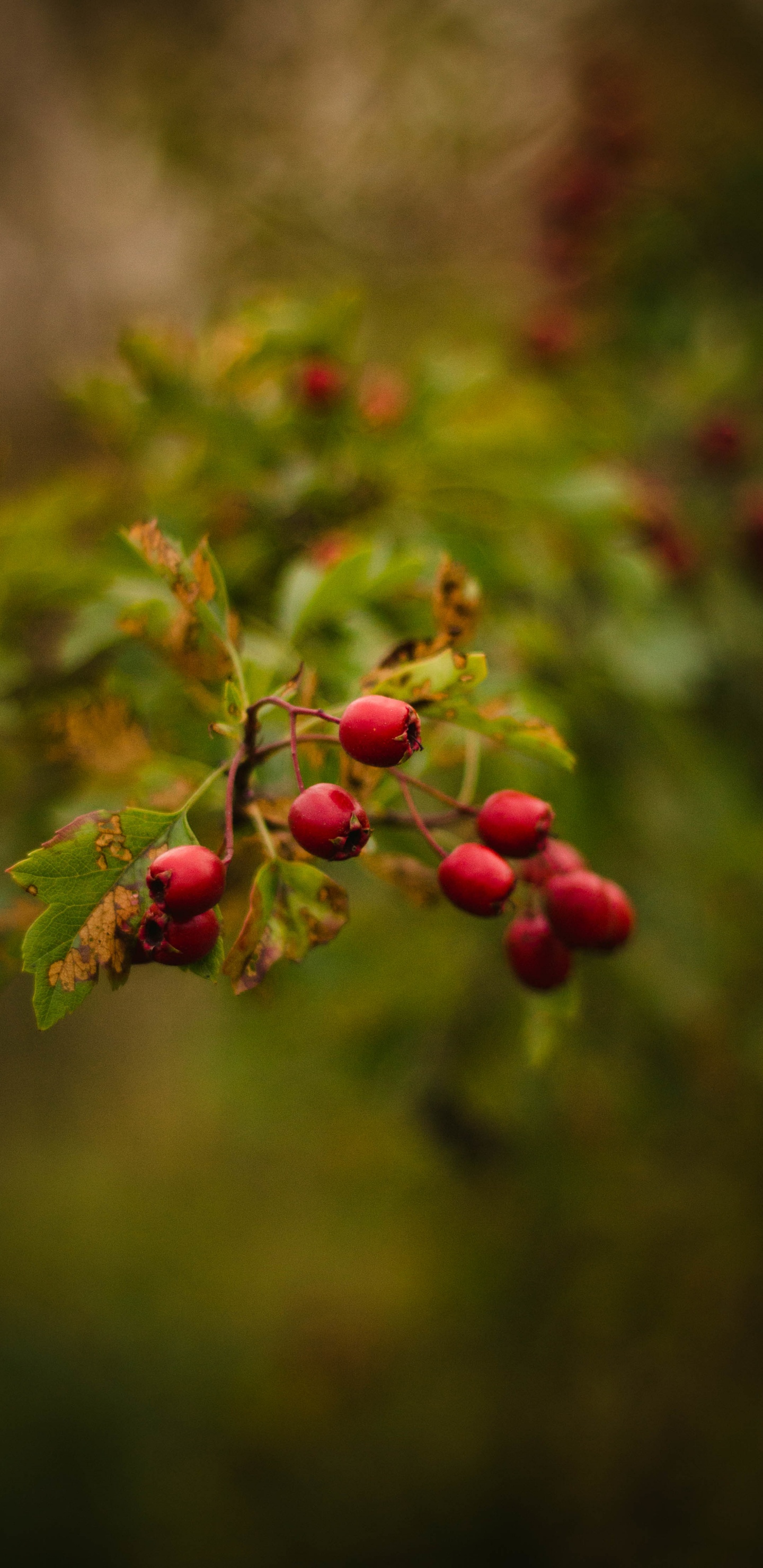 Fruits, Red, Green, Feuille, Botanique. Wallpaper in 1440x2960 Resolution