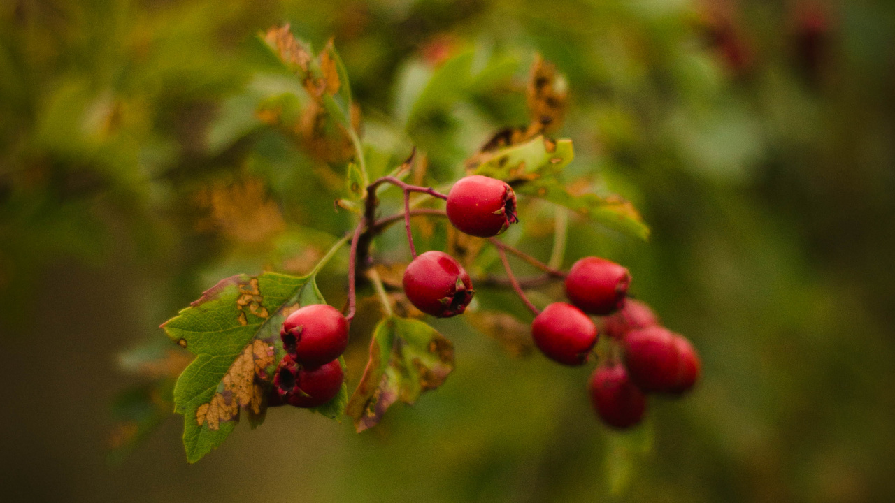 Gr, Blatt, Botanik, Branch, Blühende Pflanze. Wallpaper in 1280x720 Resolution