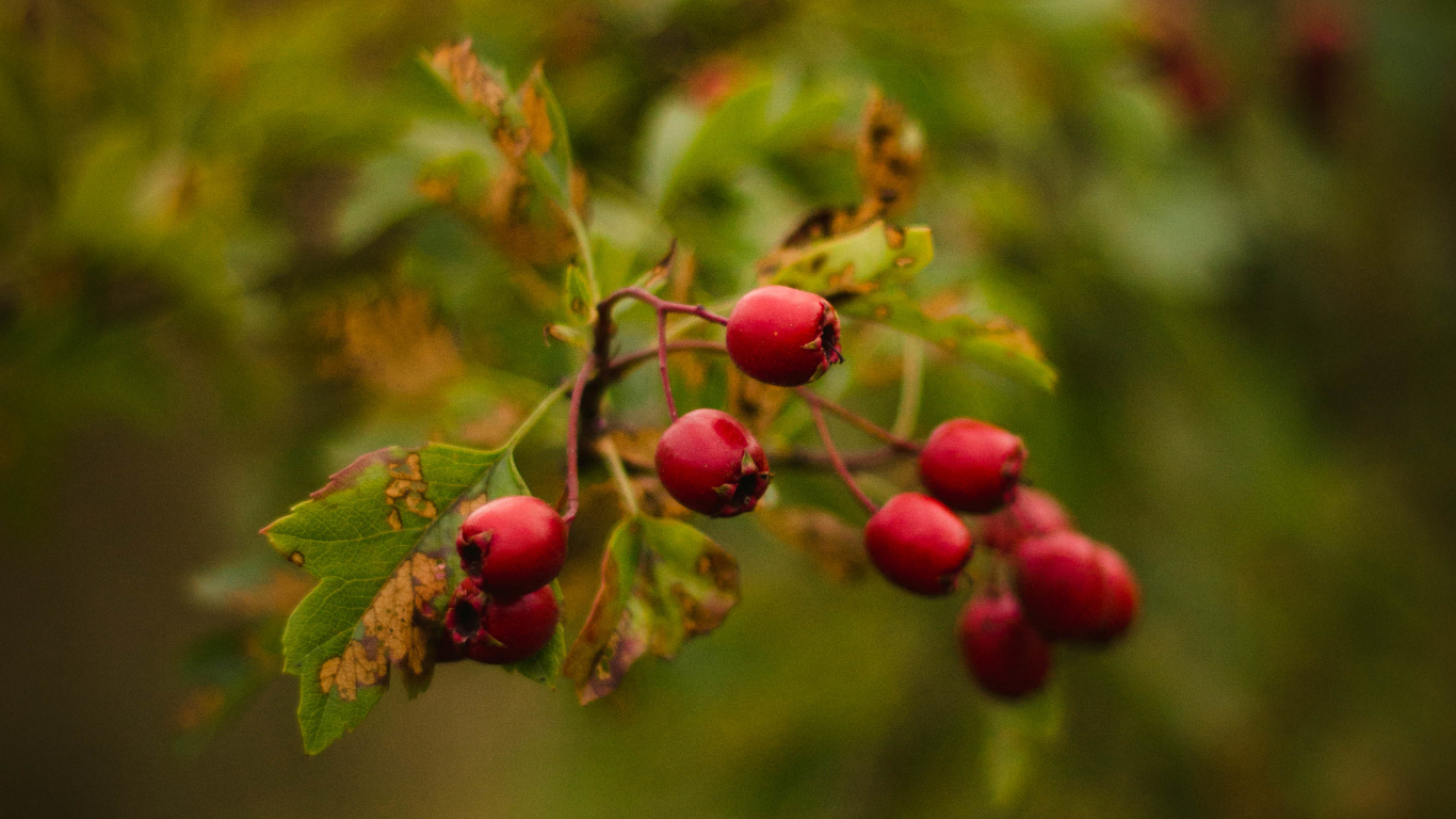 Gr, Blatt, Botanik, Branch, Blühende Pflanze. Wallpaper in 1366x768 Resolution