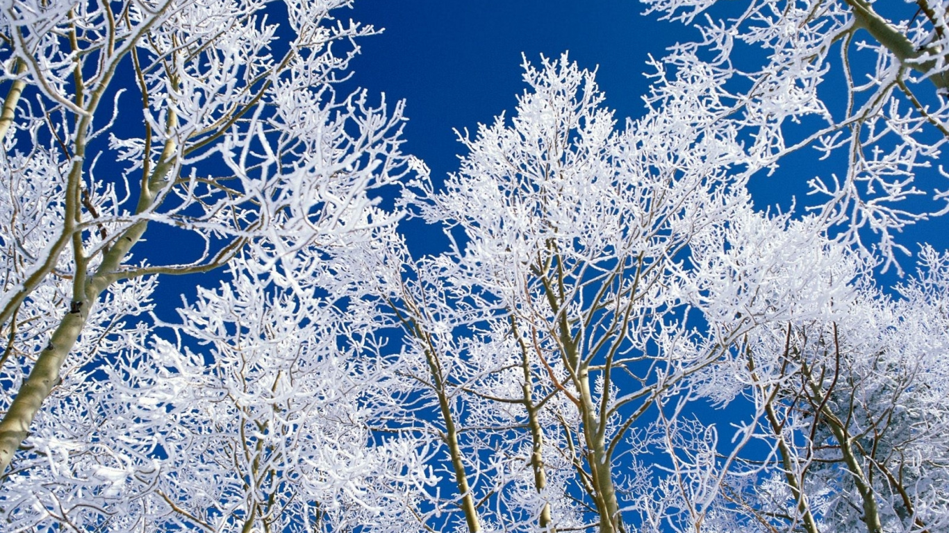Arbre Blanc et Brun Sous Ciel Bleu Pendant la Journée. Wallpaper in 1366x768 Resolution