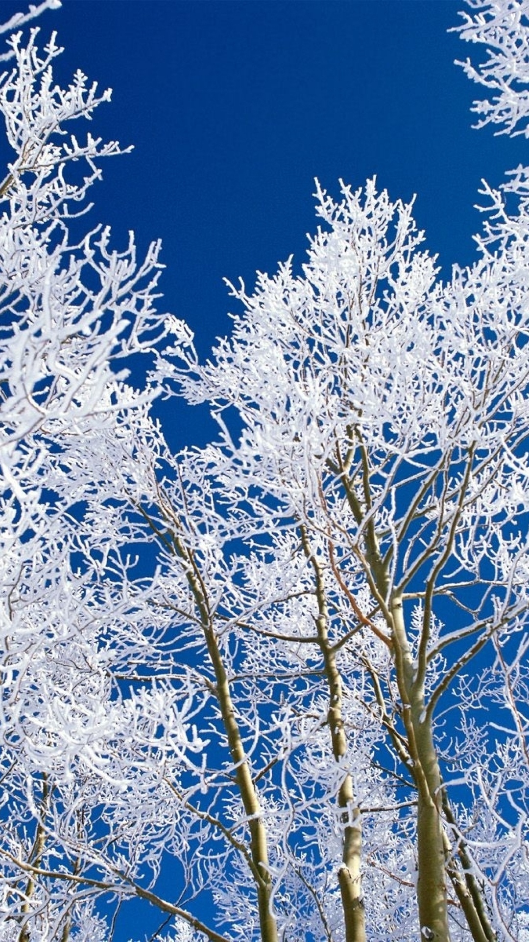Árbol Blanco y Marrón Bajo un Cielo Azul Durante el Día. Wallpaper in 1080x1920 Resolution