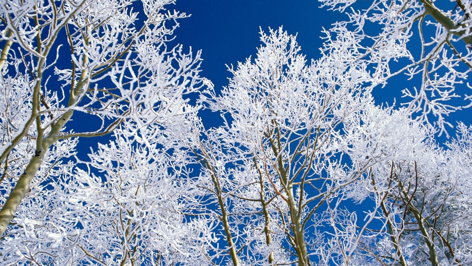 Árbol Blanco y Marrón Bajo un Cielo Azul Durante el Día. Wallpaper in 1920x1080 Resolution