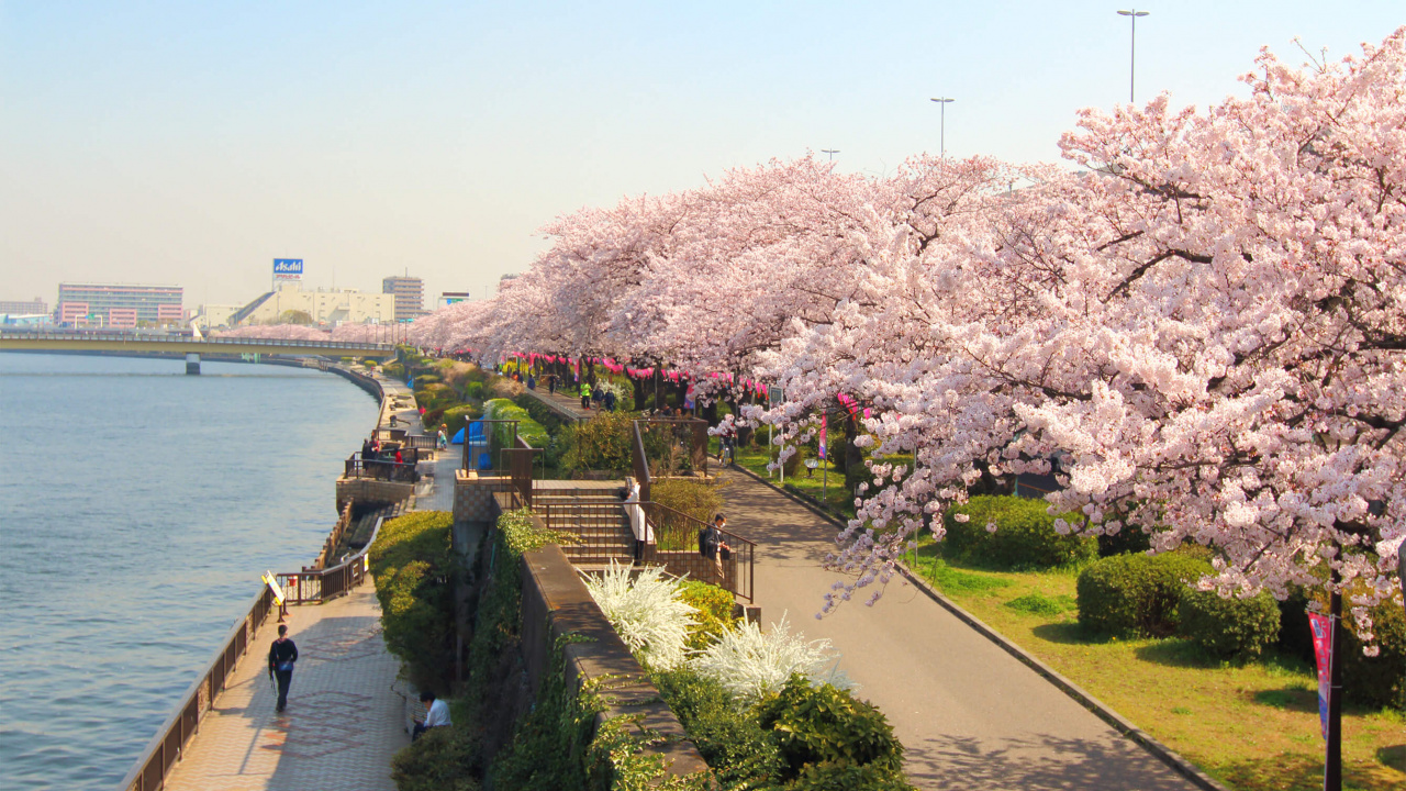 隅田河, 樱花, 开花, 弹簧, 银行 壁纸 1280x720 允许