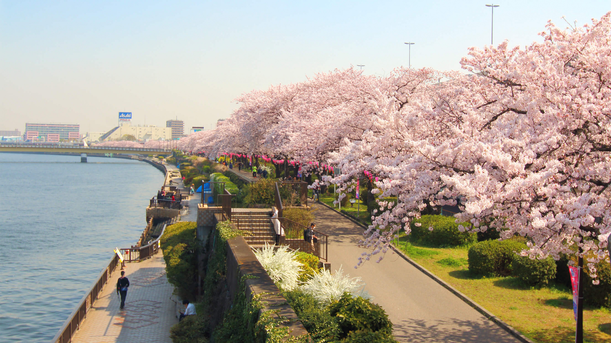 隅田河, 樱花, 开花, 弹簧, 银行 壁纸 2560x1440 允许