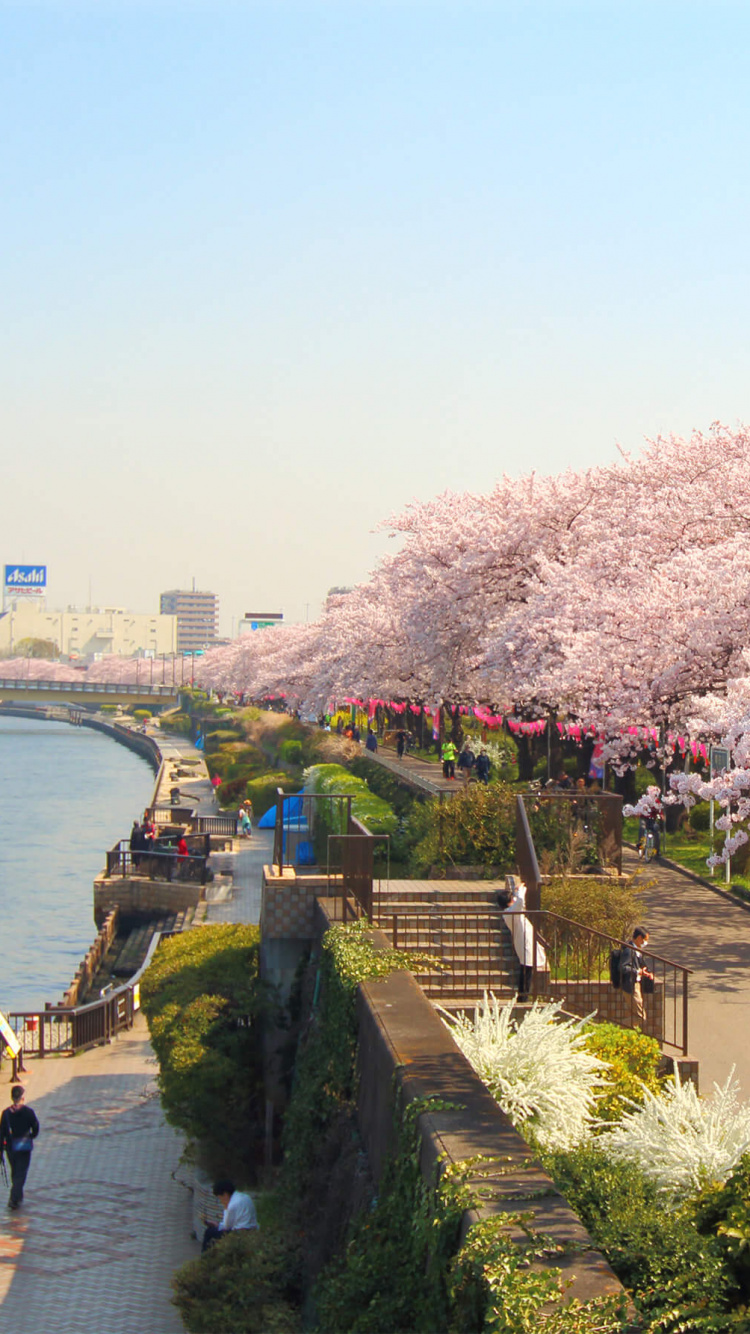隅田河, 樱花, 开花, 弹簧, 银行 壁纸 750x1334 允许
