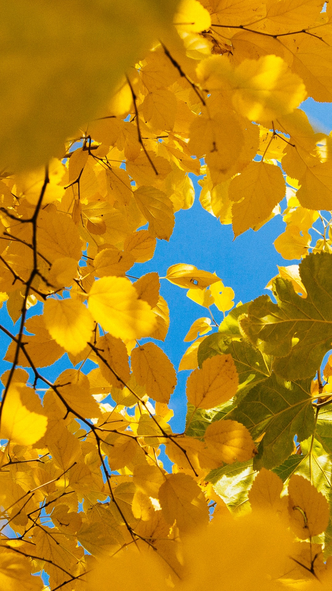 Natur, Branch, Blatt, Woody Pflanze, Herbst. Wallpaper in 1080x1920 Resolution